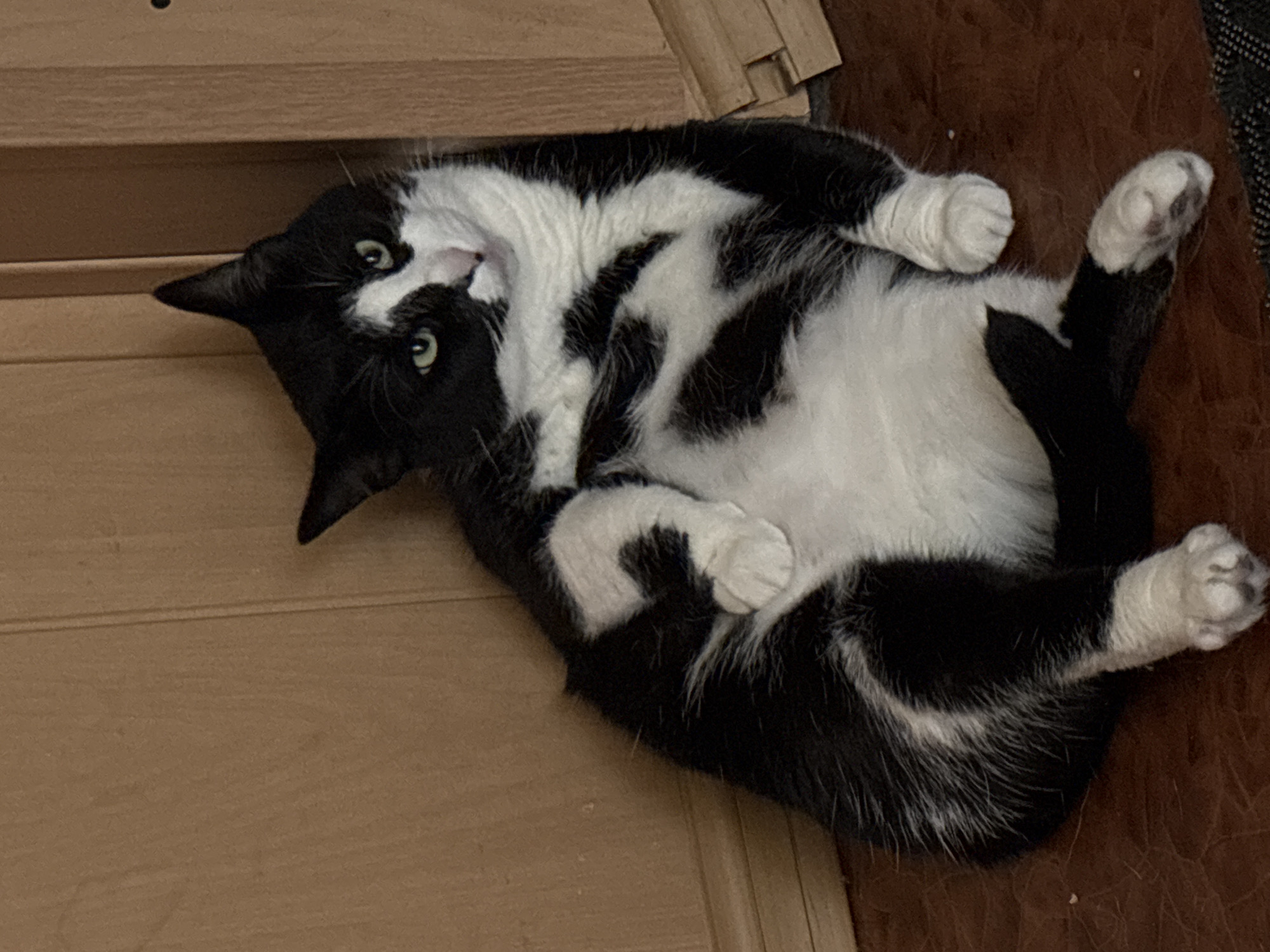 A black and white cat with green eyes is resting against a wooden surface. The cat is lying on its side with its belly exposed. Its paws are extended, and its body is contorted in a relaxed posture. The background is a plain wooden wall. The image is taken from a high angle, looking down at the cat. There is no visible indication of the cat's location in Saint Petersburg, Russia, or any other specific location.