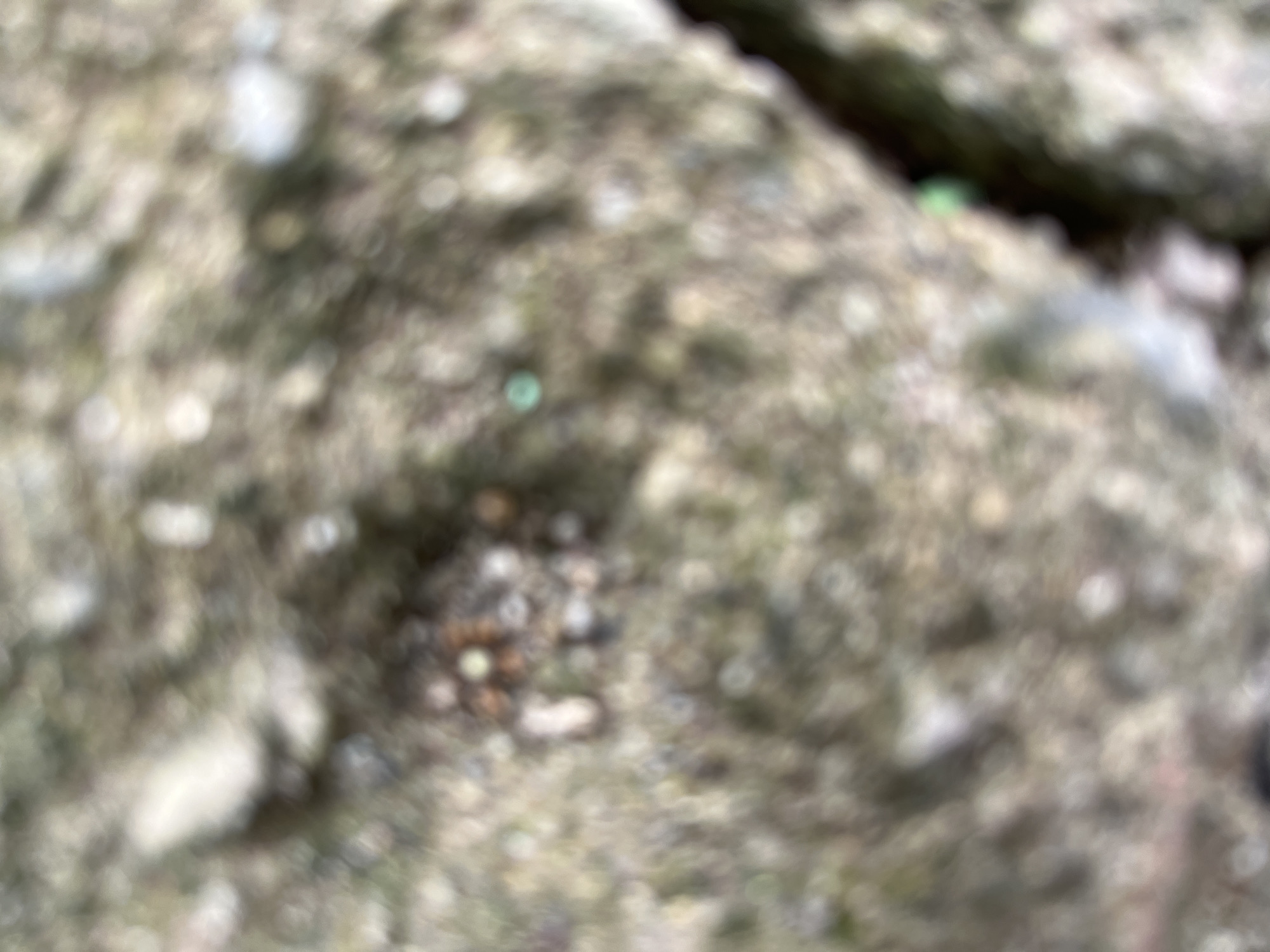 The image shows a blurry, close-up view of a textured surface, possibly ground or rock. There are several small, rounded objects scattered across the surface, some appearing to be brown or reddish-brown. There is also a small, bright green speck visible in the upper right quadrant of the image. The overall color palette is muted, with shades of brown, gray, and green dominating. The focus is soft, making it difficult to discern specific details of the texture or the objects. There is no indication of the city of Benuaraja, Indonesia, or any specific environmental context beyond the ground-like surface.