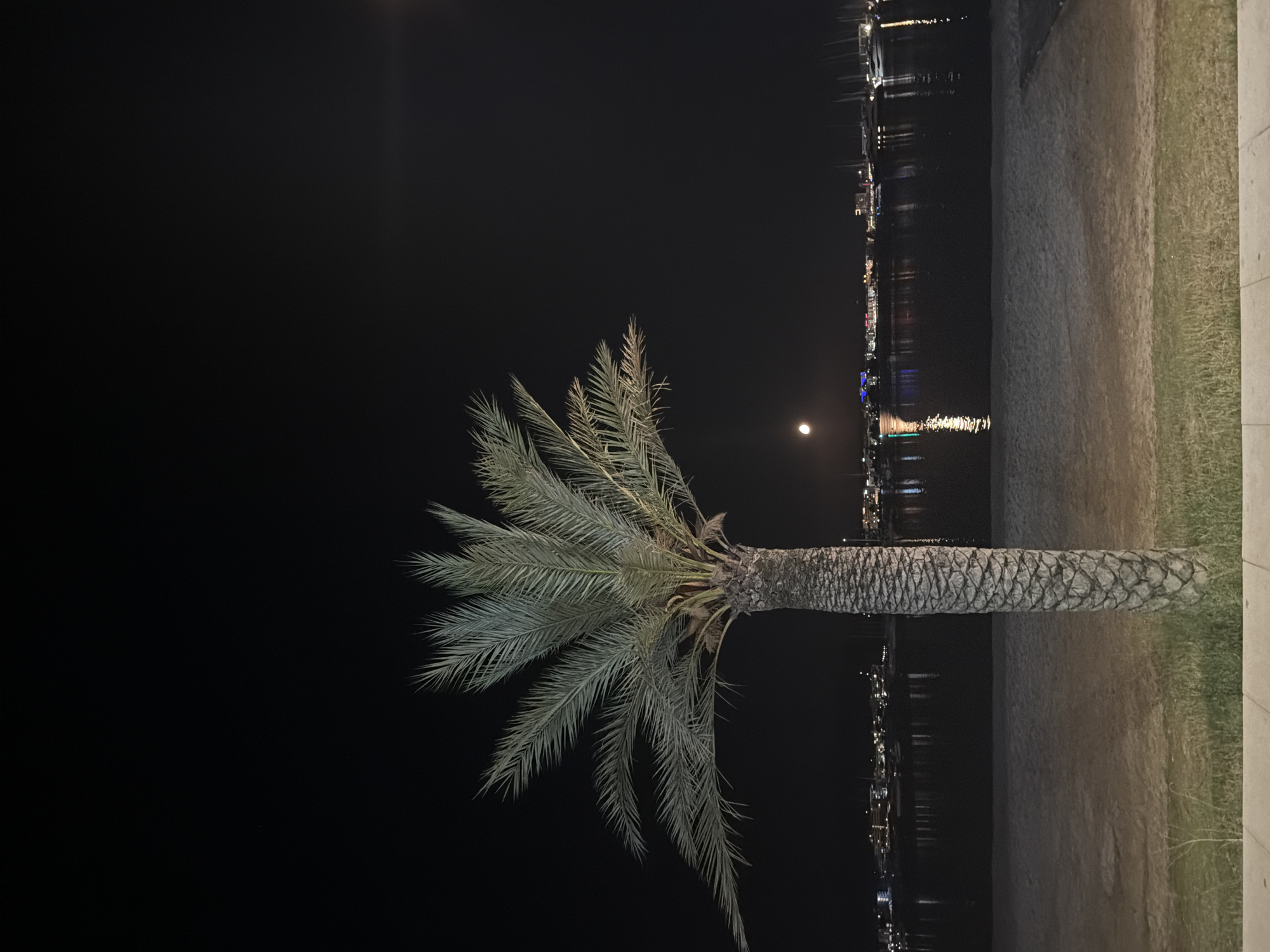 A single palm tree stands in the foreground against a dark night sky. Its fronds are illuminated by an unseen light source, casting a greenish hue. In the background, a body of water reflects the lights of a distant city skyline, which features numerous buildings and a marina with docked boats. A small, bright moon is visible in the sky, slightly to the left of center. The foreground consists of sand and a strip of grass. The overall scene suggests a coastal area, likely in Sant Antoni de Portmany, Spain, given the presence of palm trees, a marina, and the characteristic Mediterranean architecture. There are no people or animals visible in the image.