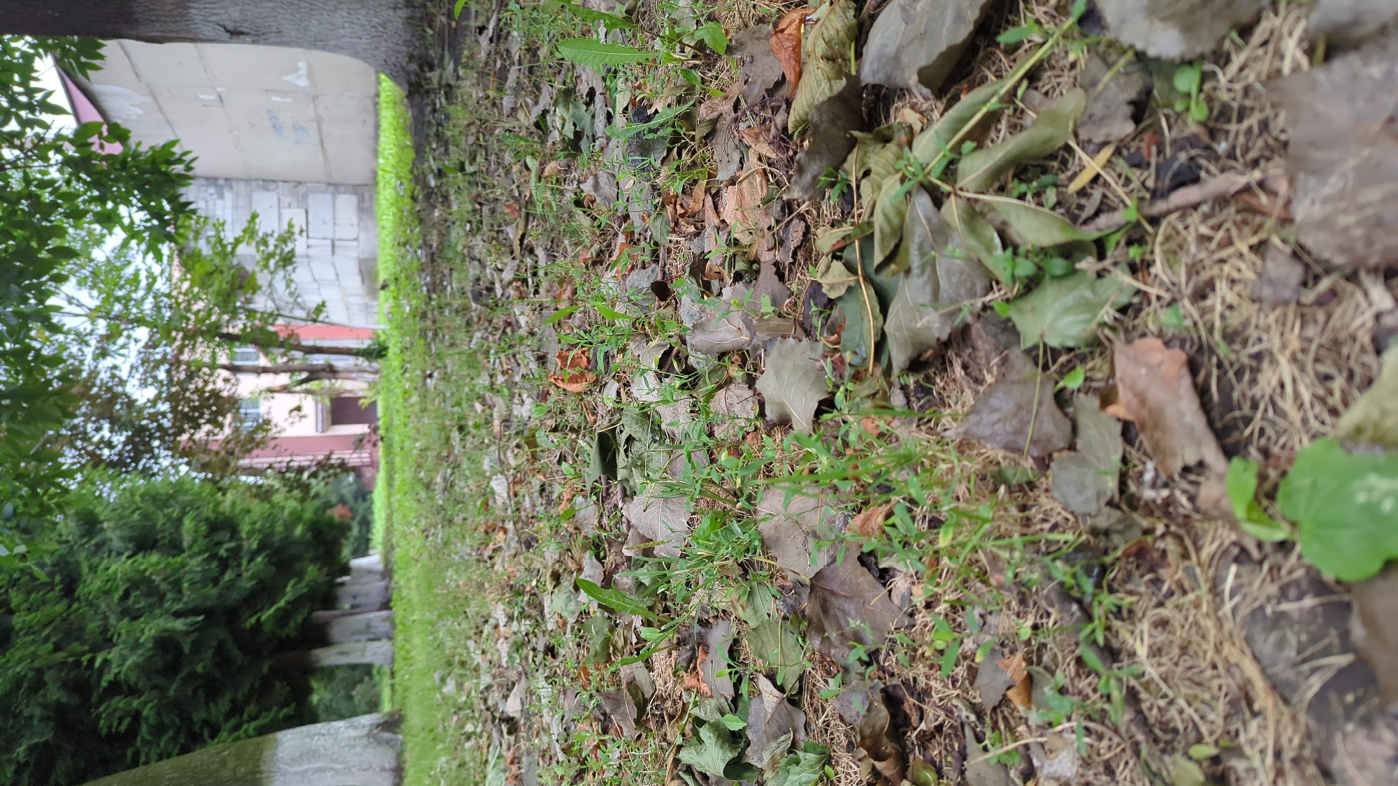 The image is a low-angle, close-up shot of a grassy area covered in fallen leaves and small green shoots. In the background, a building with a pink and white facade is visible, partially obscured by trees. A large tree trunk, painted white at its base, is prominent on the right side of the frame. The overall scene depicts an outdoor environment, likely a park or yard, during a time of year when leaves are falling. No people or animals are present.
