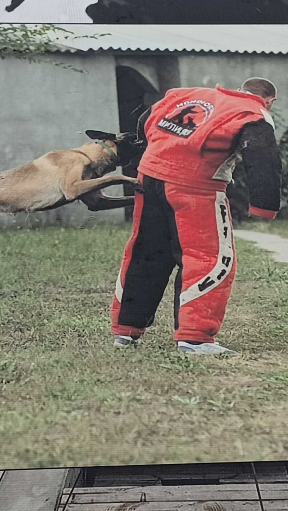 The image captures an outdoor dog training session in Tiraspol, Moldova, depicting a person wearing a protective bite suit engaged in bite work with a dog. The handler, a male seen from behind, is dressed in a robust red, black, and white padded suit. A circular logo on the back of his suit features a dog silhouette, with the text "MONDIOR" (or similar) above it and the Cyrillic word "МУЛТИФ" below. A vertical white stripe on the right leg of the suit clearly shows "K9" as part of its text.
A tan or brown dog, possibly a Belgian Malinois, is actively involved in the training, captured mid-air as it grips the handler's right arm and shoulder area with its mouth and front paws. The dog wears a green collar. The activity demonstrates a focused protection or bite training exercise.
The setting is a grassy area with uneven ground. In the background, an older building with a corrugated metal roof and a dark, arched entryway is visible, suggesting a somewhat rural or industrial outdoor environment. The scene is illuminated by daylight, with no strong shadows, indicating possibly an overcast day or late afternoon. The image conveys the intensity and discipline of specialized dog training.