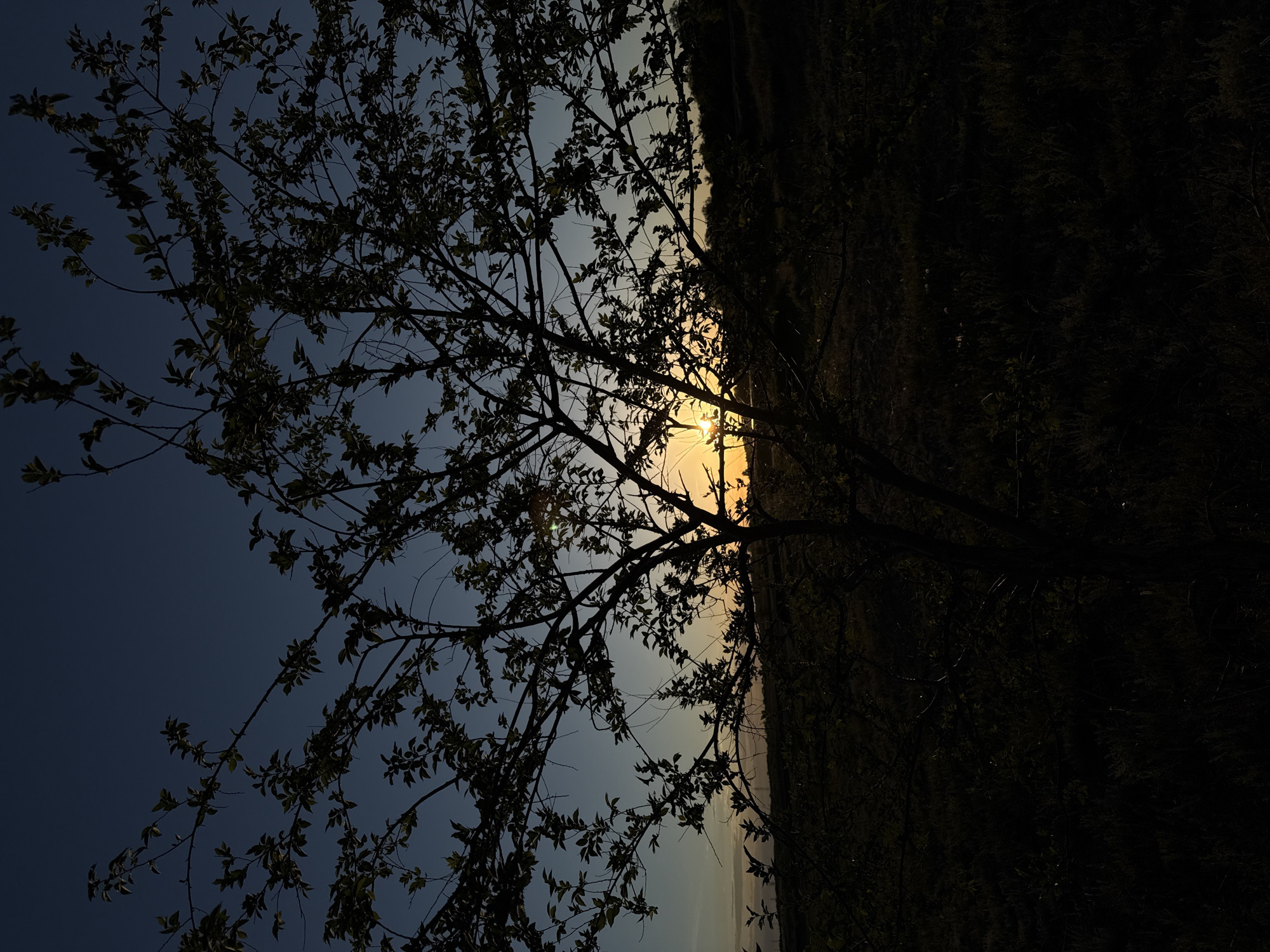 The image shows a silhouetted tree against a sky with a setting sun. The tree's branches and leaves are detailed against the light. To the right of the tree, the landscape is dark and indistinct. The sky transitions from a deep blue to a lighter hue near the horizon where the sun is setting. The location is Unknown, Unknown.