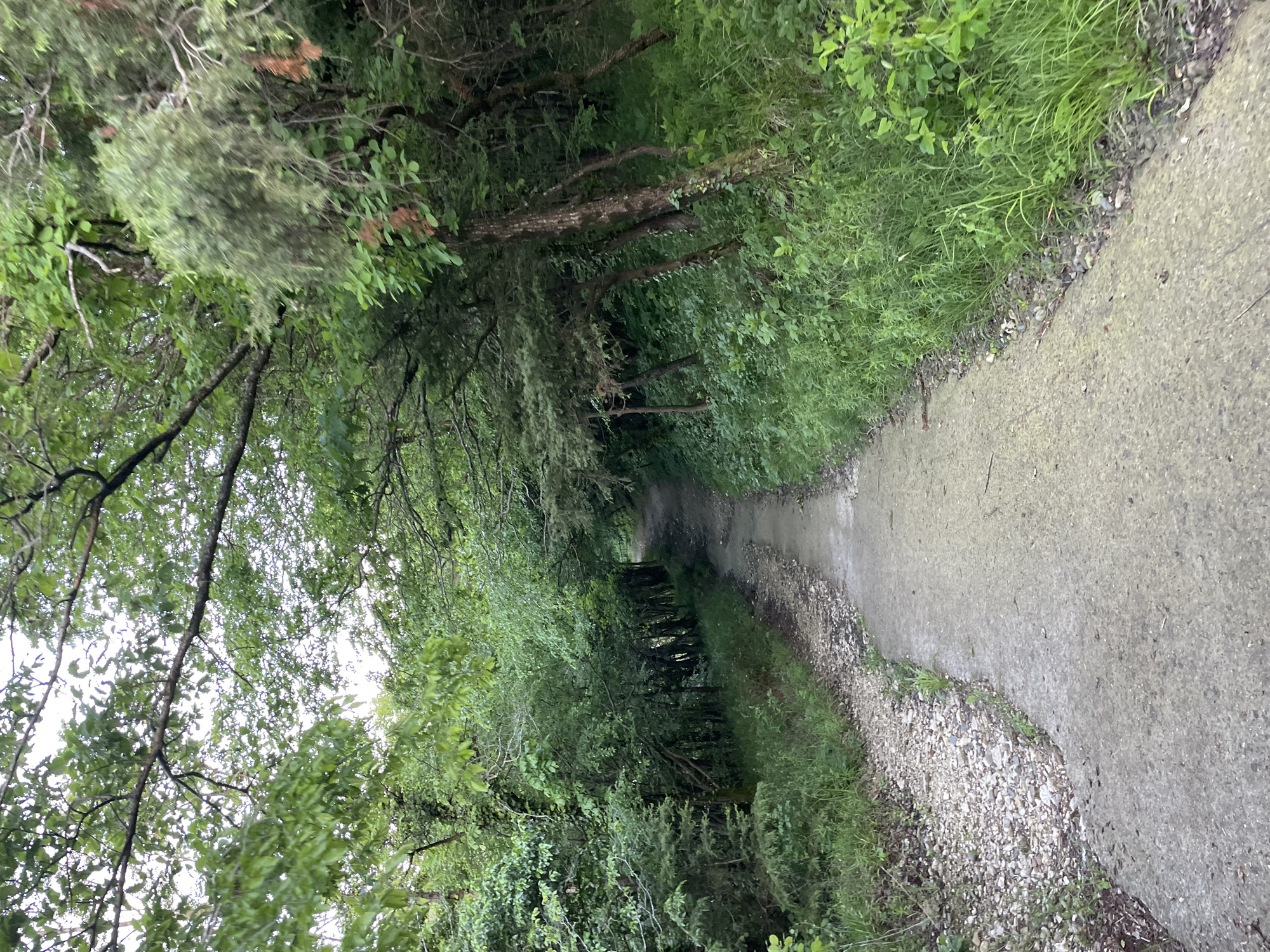 The image shows a pathway in a natural setting in Olginka, Russia. The pathway is paved with concrete and bordered by gravel on one side. Lush green vegetation, including trees and grass, grows along both sides of the pathway, creating a tunnel-like effect. The path appears damp, possibly due to recent rain. There are no people visible in the scene. The overall impression is of a secluded, natural path.