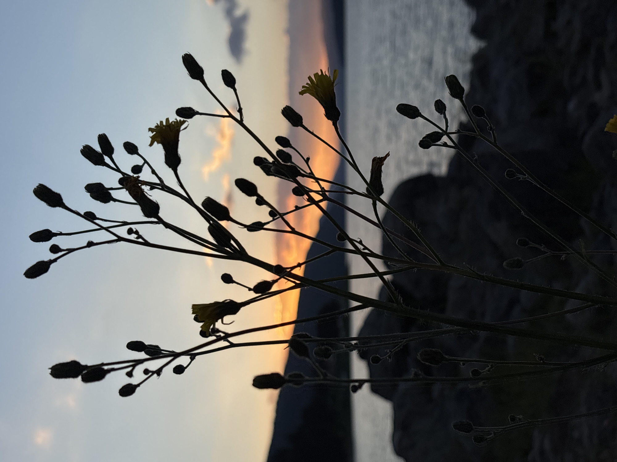 The image is a silhouette of a flowering plant with buds against a sunset sky and a body of water. The plant is in the foreground, with its thin stems and dark buds reaching upwards. A few yellow flowers are visible, partially open. The background features a hazy sunset with orange and pink clouds, transitioning into a pale blue sky. Behind the water, a dark silhouette of mountains or hills is visible. The water appears calm, with subtle reflections of the sky. Large, dark rocks are present in the lower left portion of the image, also silhouetted. The scene evokes a tranquil, natural setting during twilight. The location is identified as Unknown, Unknown.