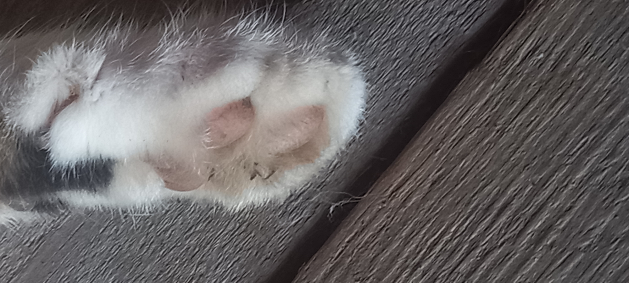 A close-up, high-angle view depicts the underside of a domestic cat's paw resting on a textured wooden surface. The paw is covered in dense, predominantly white fur, with a patch of dark grey or black fur visible on the upper left side of the paw, consistent with a tabby or calico pattern. The paw pads, appearing pinkish-brown, are clearly visible. Four smaller digital pads are present, along with a larger, heart-shaped metacarpal pad positioned below them. Subtle lines and textures are discernible on the pads. Small specks of dark debris or lint are embedded within the white fur surrounding the pads, particularly visible near the bottom left digital pad. The wooden surface beneath the paw is dark grey-brown, exhibiting a pronounced linear grain pattern with numerous fine, parallel ridges and valleys. A dark, narrow seam or joint between two sections of the wood runs diagonally from the mid-left edge towards the lower right corner of the frame. No people are present. No specific actions are depicted beyond the paw resting. The image contains no visual information to identify its location as Kryvyi Rih, Ukraine, or any other specific geographical area.