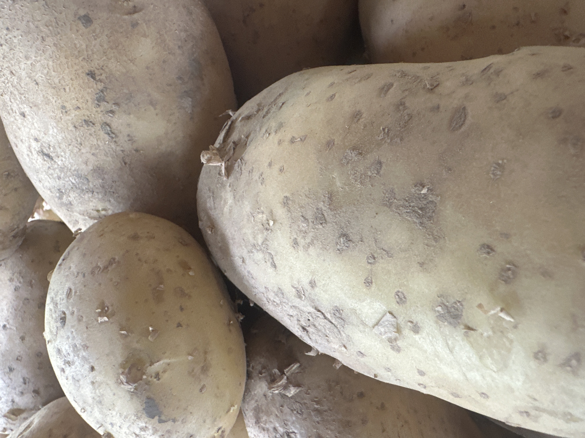 The image shows a close-up, slightly overhead view of a pile of raw, unpeeled potatoes. The potatoes are light brown with some darker blemishes and earthy residue on their skins. The texture of the skins appears rough and slightly bumpy. The focus is on the surface details of the potatoes, with some appearing more elongated and others more rounded. The lighting suggests an indoor setting, possibly a market or a kitchen. There are no people, actions, or interactions depicted. The specific location in Almaty, Kazakhstan is not discernible from the visual information provided in the image.