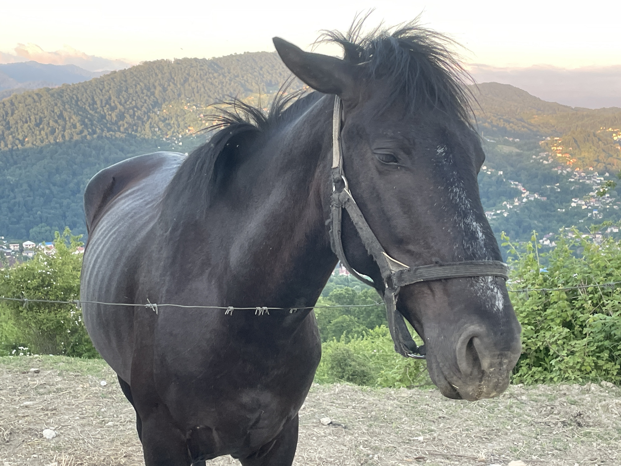 A black horse with a halter is standing in a field with a barbed wire fence in the foreground. Behind the horse, there are rolling green hills with scattered houses and trees. The sky is clear with a few clouds. The horse is facing to the right of the frame, with its head slightly lowered. The horse appears to be a bit thin. The location is identified as Baranovka, Russia.