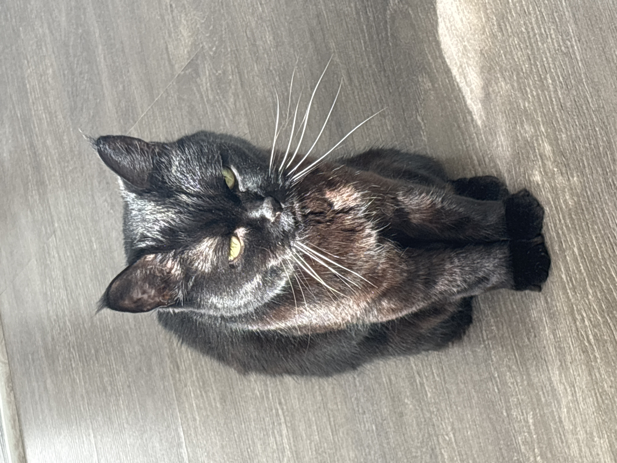 A black cat is lying on a grey floor. The cat has white whiskers and yellow eyes. Its paws are tucked underneath its body. The floor appears to be made of wood or laminate. The location is not evident from the image.