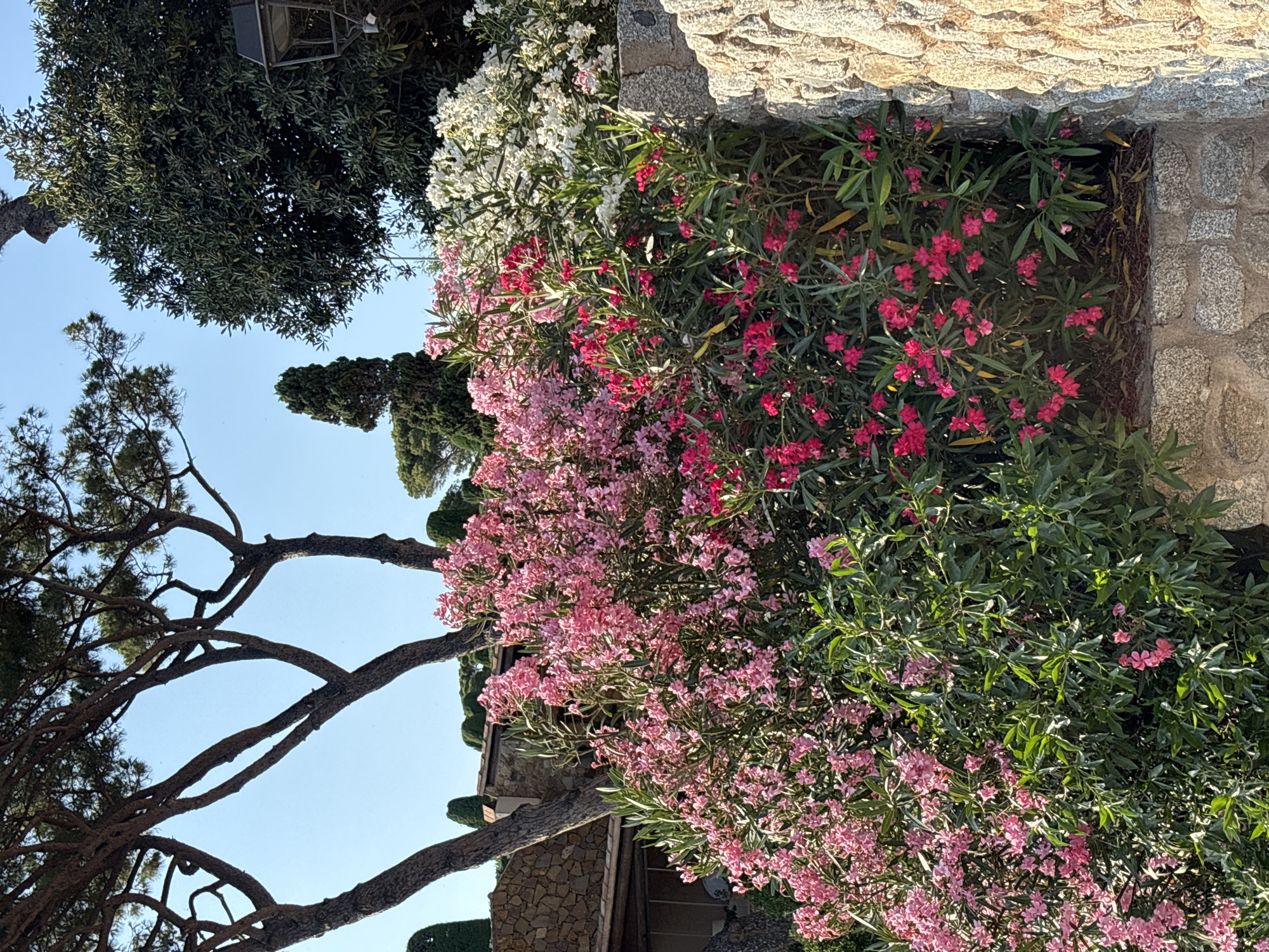 A vibrant array of blooming oleander bushes, featuring pink, white, and deep red flowers, flourishes alongside a stone wall under a clear blue sky. The lush greenery of the plants contrasts with the rustic texture of the stone. In the background, the silhouette of pine trees and cypress trees adds a Mediterranean feel. A glimpse of a traditional building with a tiled roof is visible to the left, suggesting a coastal or garden setting. The scene evokes a sense of Mediterranean warmth and natural beauty. The image is likely taken in Calella De Palafrugell, Spain, known for its picturesque coastline and charming architecture, where such abundant floral displays are common.