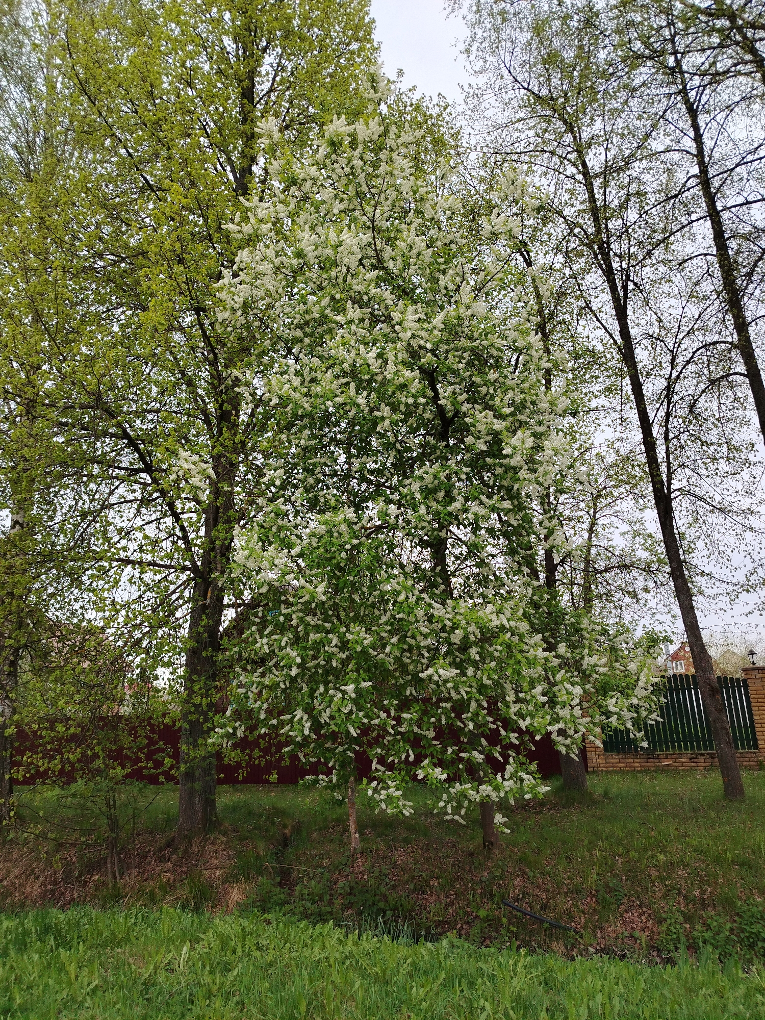 The image depicts a landscape scene with several trees in varying stages of foliage. One tree is heavily laden with white blossoms, suggesting it is in full bloom. To the left, another tree displays fresher, green leaves. Further to the right, trees with bare branches reach upwards towards an overcast sky. The foreground is covered with green grass, and a slight dip in the terrain is visible near the base of the trees. A fence, made of brick and green vertical slats, is partially visible behind the trees. The image is taken outdoors, likely in a park or residential area. No people are visible in the scene. The location is in the city of Unknown, Unknown.