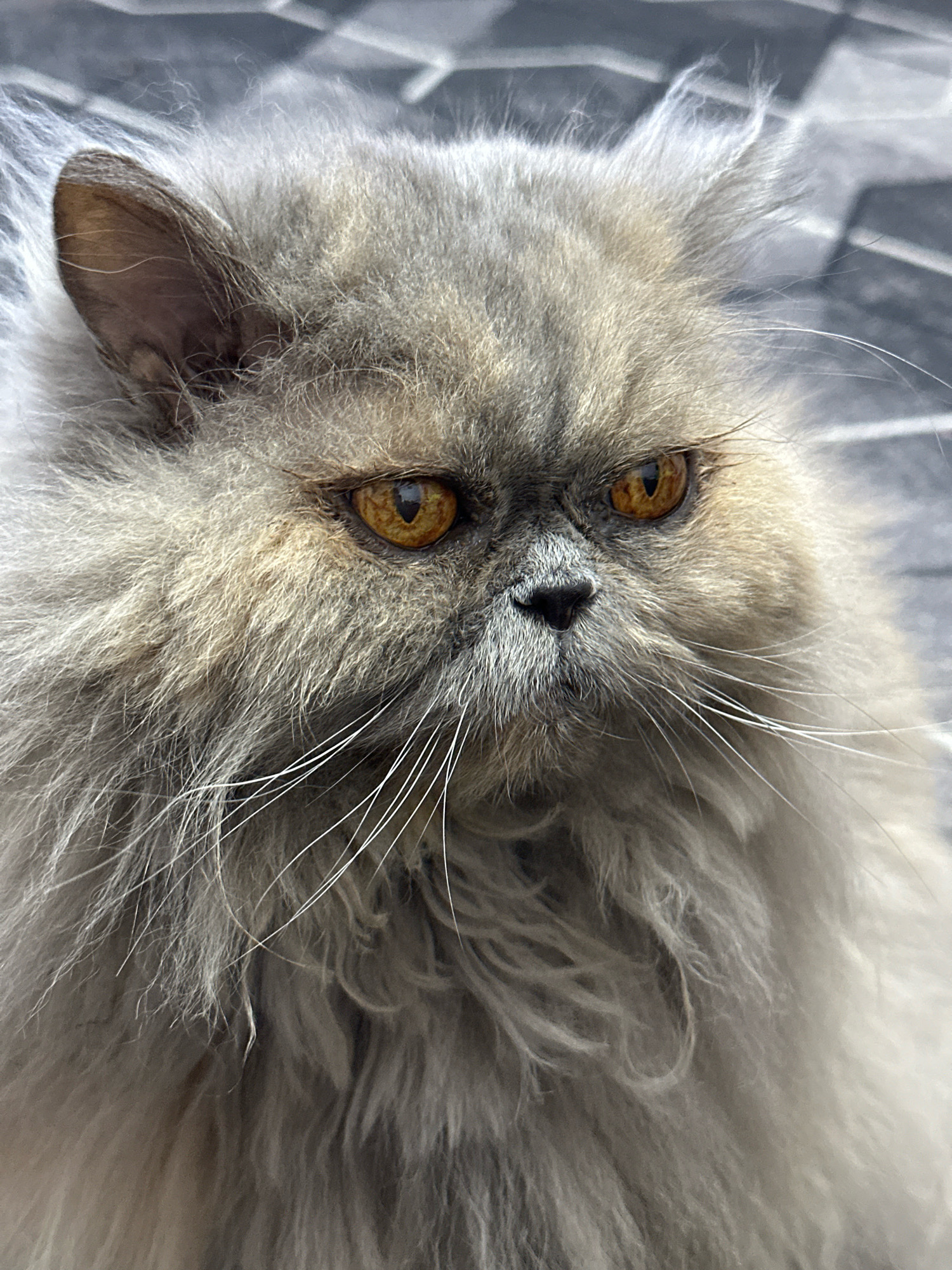 A close-up, head-and-shoulders portrait shows a fluffy, grey Persian cat with striking amber eyes. The cat's fur is long and appears somewhat disheveled, with individual strands of fur visible. Its ears are pointed, and its whiskers are long and white. The cat's expression is somewhat stern or intense, with a slight frown. The background is blurred and appears to be an outdoor surface with a geometric pattern, possibly a tiled patio or walkway. This image was taken on May 25, 2024, at 11:42 AM in Chaikovsky, Russia.