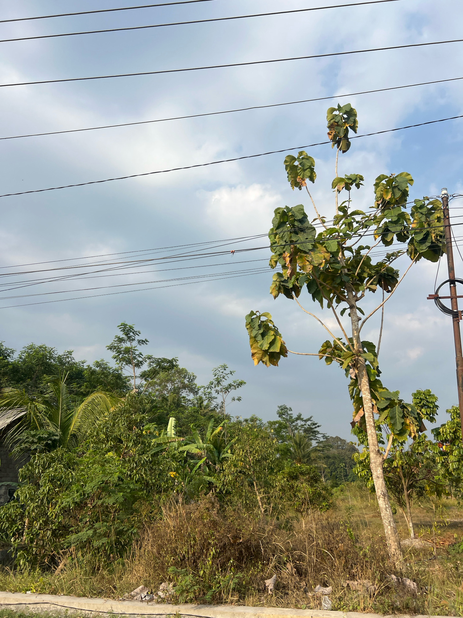 The image depicts an outdoor scene with a clear sky and several power lines running horizontally across the upper portion of the frame. In the foreground, a young tree with large, light green leaves stands to the right, partially obscuring a utility pole. The ground is covered in dry grass and some litter. In the middle ground, a dense collection of various green trees and vegetation creates a lush backdrop. The left side of the image features a glimpse of a building with a tiled roof. The overall environment suggests a rural or semi-rural setting, potentially on the outskirts of Argomulyo, Indonesia, given the presence of vegetation and utility infrastructure. The lighting indicates it is daytime, with the sun casting shadows and illuminating the scene. There are no people visible in the image.