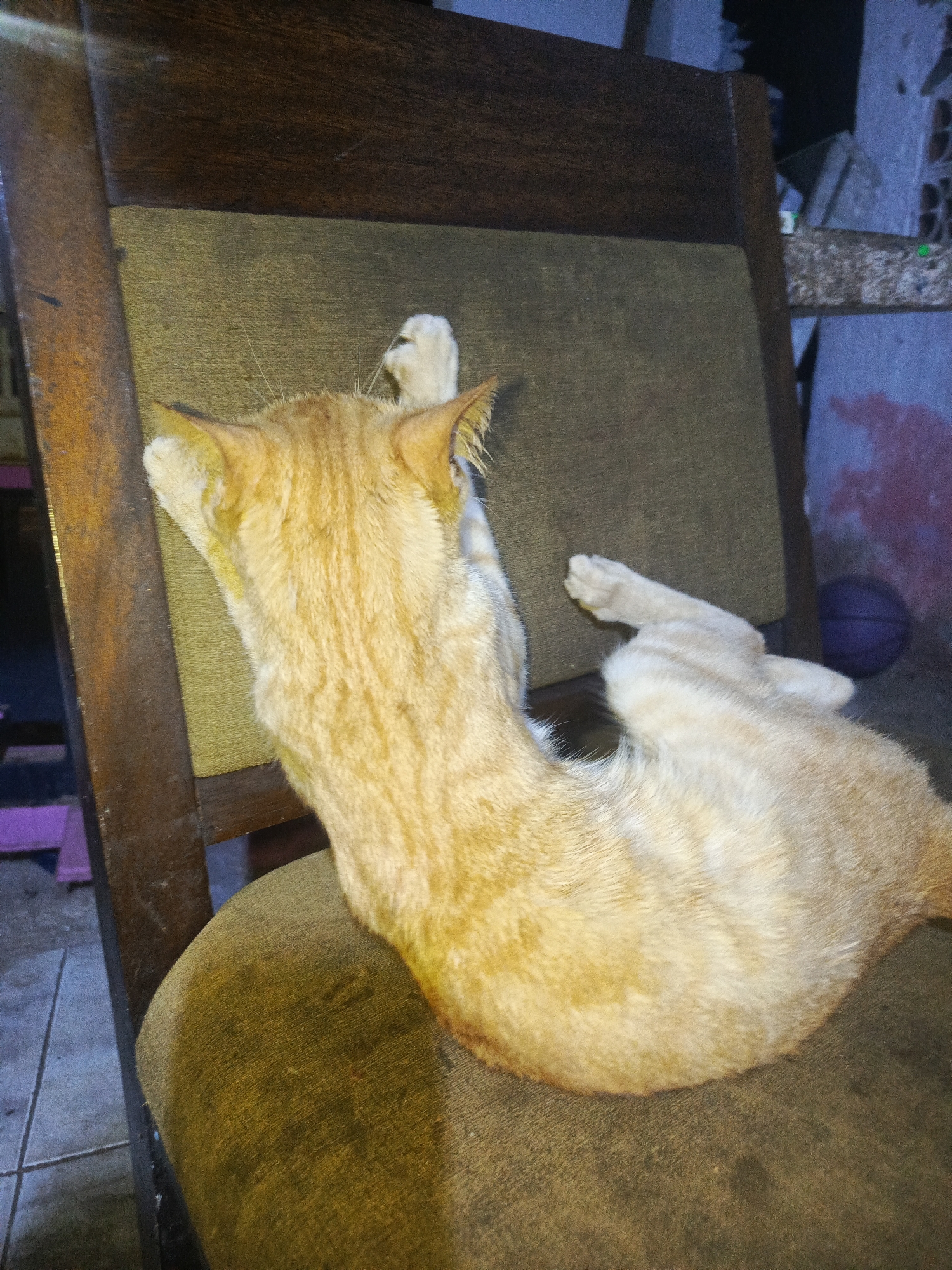 A medium-shot image captures an orange tabby cat relaxing on an old wooden chair. The cat is lying on its side, with its back to the camera. One front paw is extended upwards, resting against the back of the chair. A basketball can be seen in the background. The location is likely Juan Griego, Venezuela.