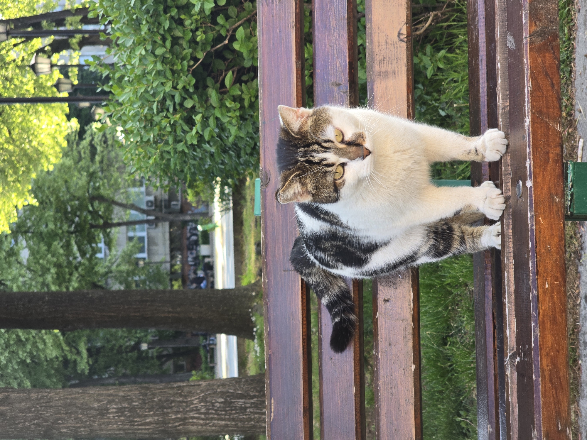 A white and tabby cat is resting on a wooden park bench, viewed from slightly above. The cat has a distinctive coat pattern, with predominantly white fur on its chest, belly, and parts of its face, contrasted by brown and black striped tabby markings on its head, back, and tail. Its bright yellow-green eyes are wide and focused to its left, giving it an alert and curious expression. The cat's front paws are extended and seem to be gently gripping the wooden slats of the bench, with claws partially visible. Its striped tail hangs down between two slats.
The bench is constructed from dark brown wooden planks, some showing signs of wear and lighter patches, and a green painted support beam is visible on the right side. The setting appears to be an outdoor park or green space. Behind the bench, lush green foliage from trees and bushes fills the background, with bright sunlight illuminating the leaves in some areas. In the distant background, elements of an urban environment can be seen, including a street lamp and a building with what appears to be an air conditioning unit. Green grass is visible on the ground beneath and around the bench. The time of day is clearly daytime, with bright, natural lighting suggesting a sunny day, possibly late afternoon. No text is visible in the image.
