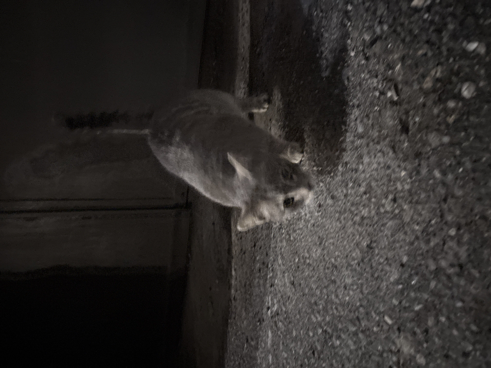 A medium-sized cat is lying on a concrete surface. The cat is light gray in color, and its head is near the edge of the concrete. To the left of the concrete is a dark, shadowed area. The background consists of asphalt. The photo was taken at night and is blurry. The location of the image is Yerevan, Armenia.