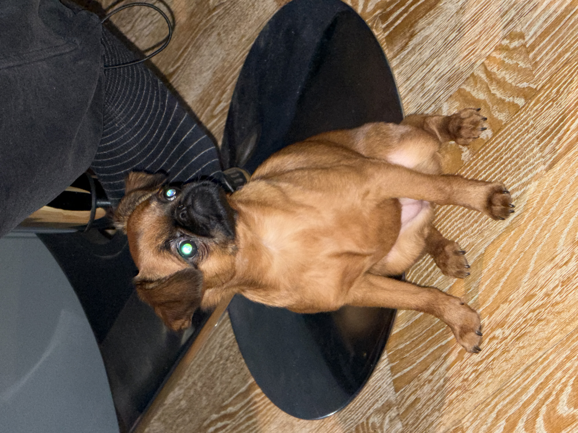This image captures a small, light brown dog lying on its back indoors in Krasnoyarsk, Russia. The dog, likely a puppy, has short fur, a dark muzzle, and dark claws on its paws. Its eyes show a prominent green reflection, typical of flash photography or strong direct light in low-light conditions.
The dog is positioned partially on a smooth, dark, possibly black, circular or oval object, which appears to be the base of a piece of furniture, perhaps a stool or table. Next to the dog, the lower part of a person's leg and foot are visible, clad in dark, possibly black, sweatpants or trousers and striped socks with fine white lines. A black cable or cord is also present near the person's leg.
The floor is made of light brown wood, featuring a distinct wood grain pattern arranged in sections, suggesting a parquet or herringbone style. The dog appears relaxed, looking directly towards the viewer with a curious or playful expression. The scene suggests an intimate, casual moment in a home environment. There is no visible text in the image.