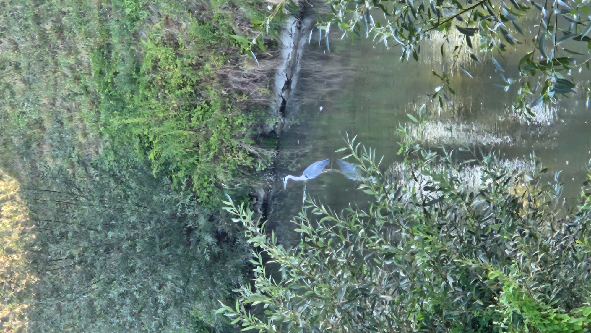 A grey heron stands in shallow water near the bank of a river, surrounded by dense green foliage. The heron is facing left, its long neck extended and beak pointed downwards, suggesting it is hunting. The river water reflects the surrounding vegetation and the overcast sky, creating a dappled surface. The riverbank is covered in lush green bushes and trees, with some dry grass and soil visible further up the bank. The scene is natural and serene, with no signs of human presence or man-made structures. The specific location within Prešov, Slovakia, cannot be determined from the image alone.
