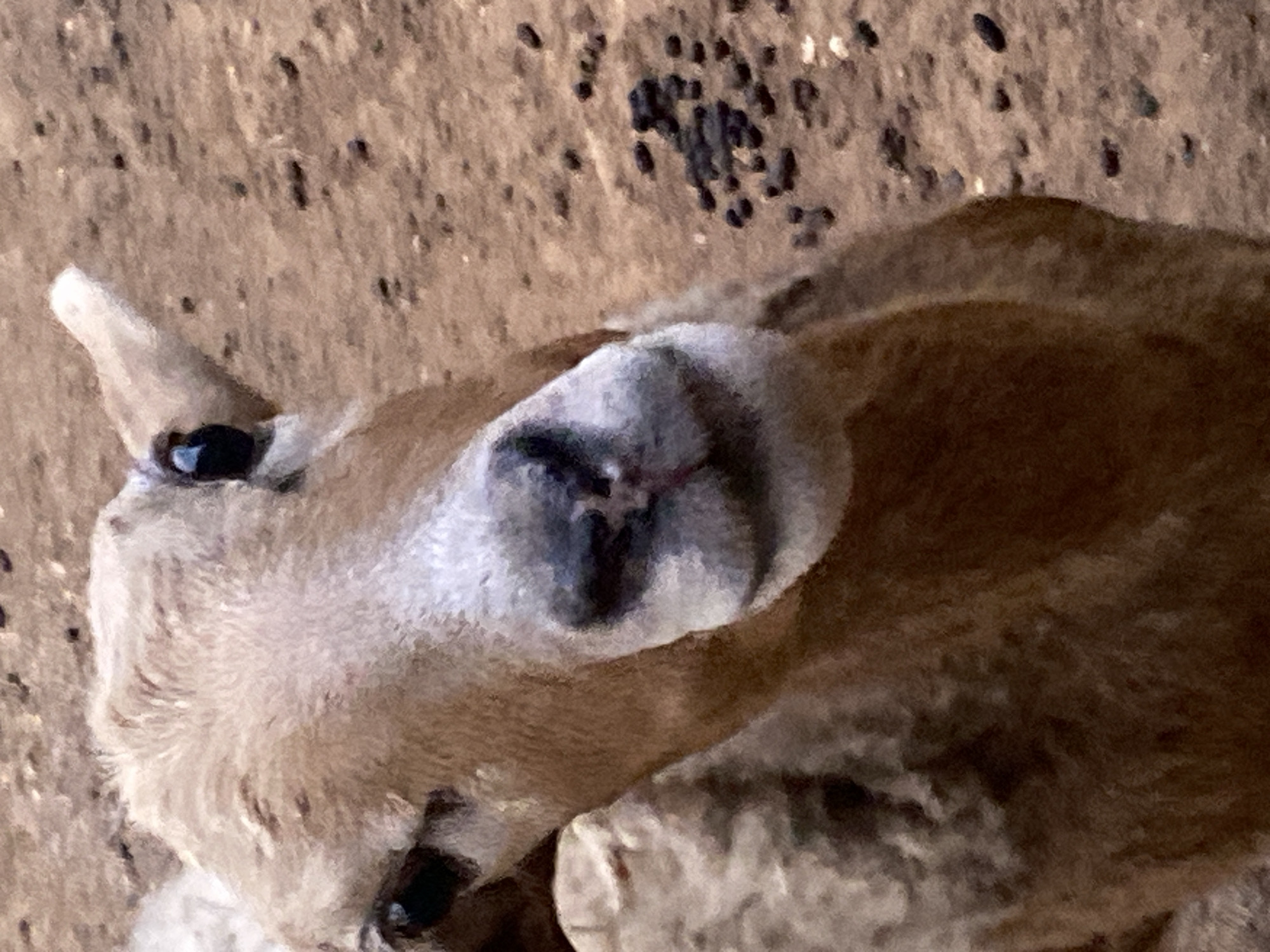 The image depicts the head and upper body of a newborn ungulate, possibly a calf or fawn, laying down on bare ground. The animal has tan and white fur with dark, reflective eyes. Its nose is gray and textured. The background is a light brown, speckled surface. The location is Tinaquillo, Venezuela.