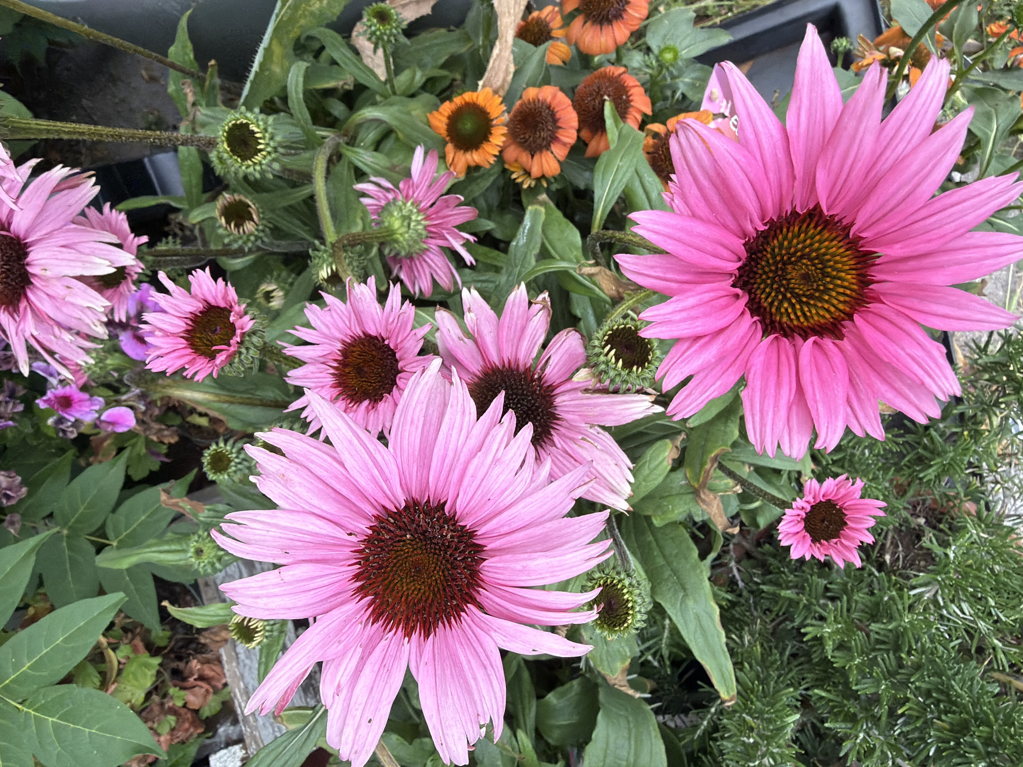 In a close-up, overhead shot of a garden, a collection of pink and orange coneflower blooms are displayed. The flowers are a mix of fully open and budding, with their characteristic spiky petals and dark, cone-shaped centers. Some of the pink coneflowers are large and vibrant, while others are smaller and more delicate. Orange coneflowers are scattered among the pink ones, adding a contrasting splash of color. The background is filled with lush green foliage, suggesting a natural or cultivated garden setting. The image appears to be taken in a city park or botanical garden, possibly in Sofia, Bulgaria, given the commonality of such flora in urban green spaces.