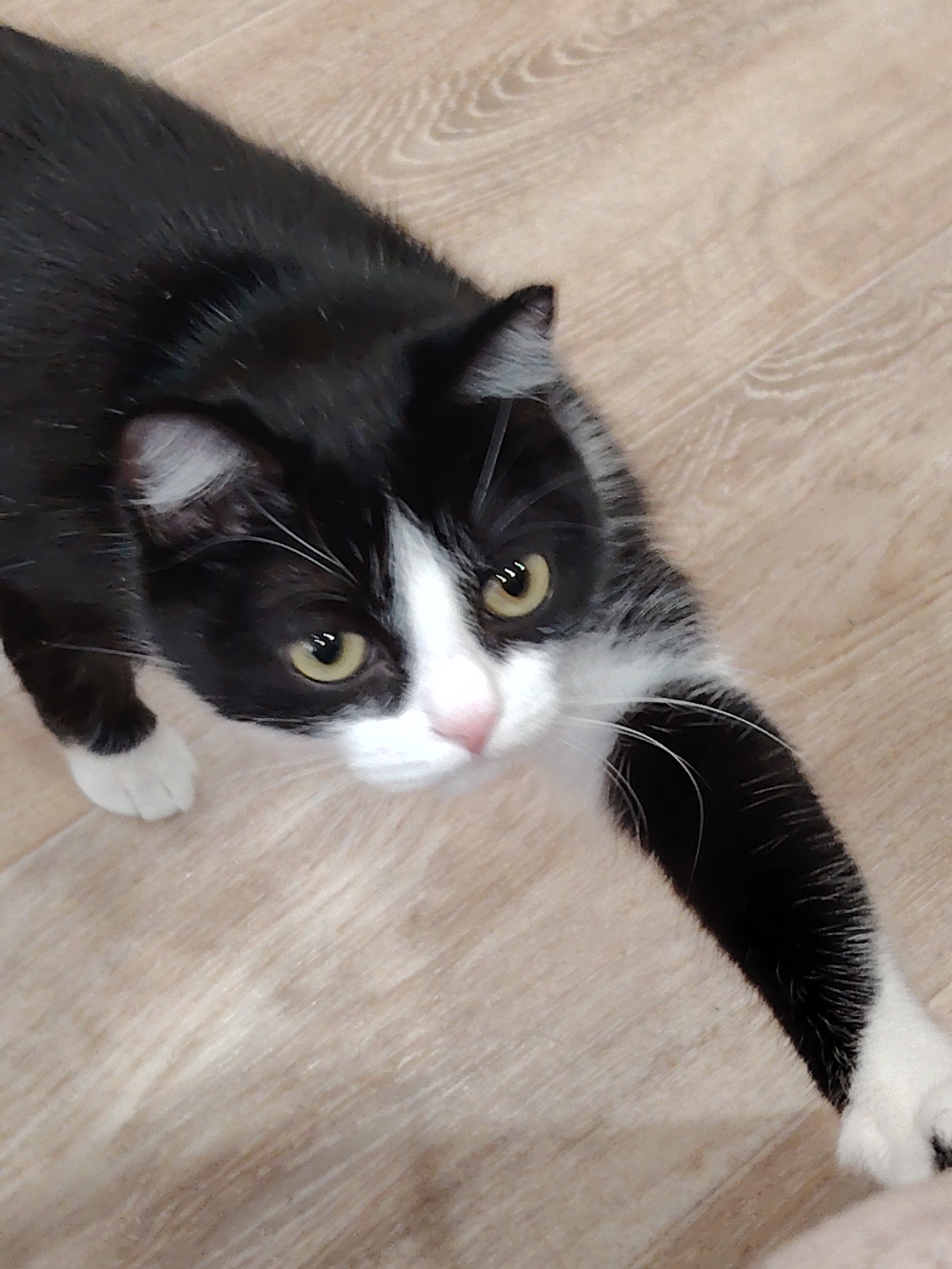 A black and white cat is stretching its right paw towards the camera. The cat's coat is predominantly black with white markings on its face, chest, and paws. The cat has yellow eyes and a pink nose. The background consists of a light brown wooden floor. The location is not specified.