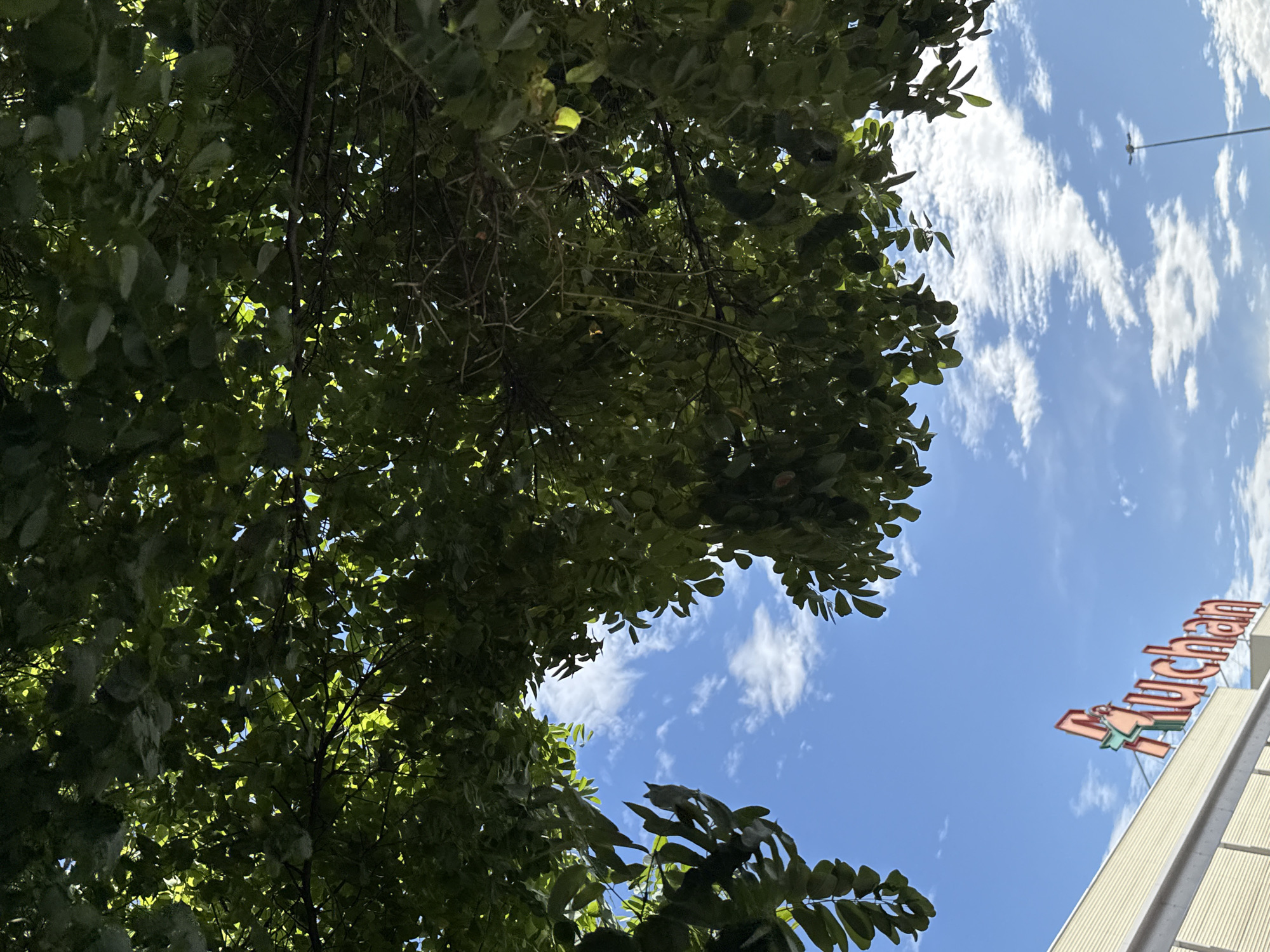 The image shows a view looking up through the branches of a tree towards a bright blue sky with scattered white clouds. In the lower left portion of the image, the top of a building with a light-colored facade and horizontal ribbed detailing is visible. Prominently displayed on the building is a large, red sign with the word "Auchan" in stylized lettering. A street light can be seen in the distance on the right side of the image. The overall scene suggests an outdoor environment, likely in a commercial area. This scene is located in Bielany Wrocławskie, Poland, where an Auchan hypermarket is situated.