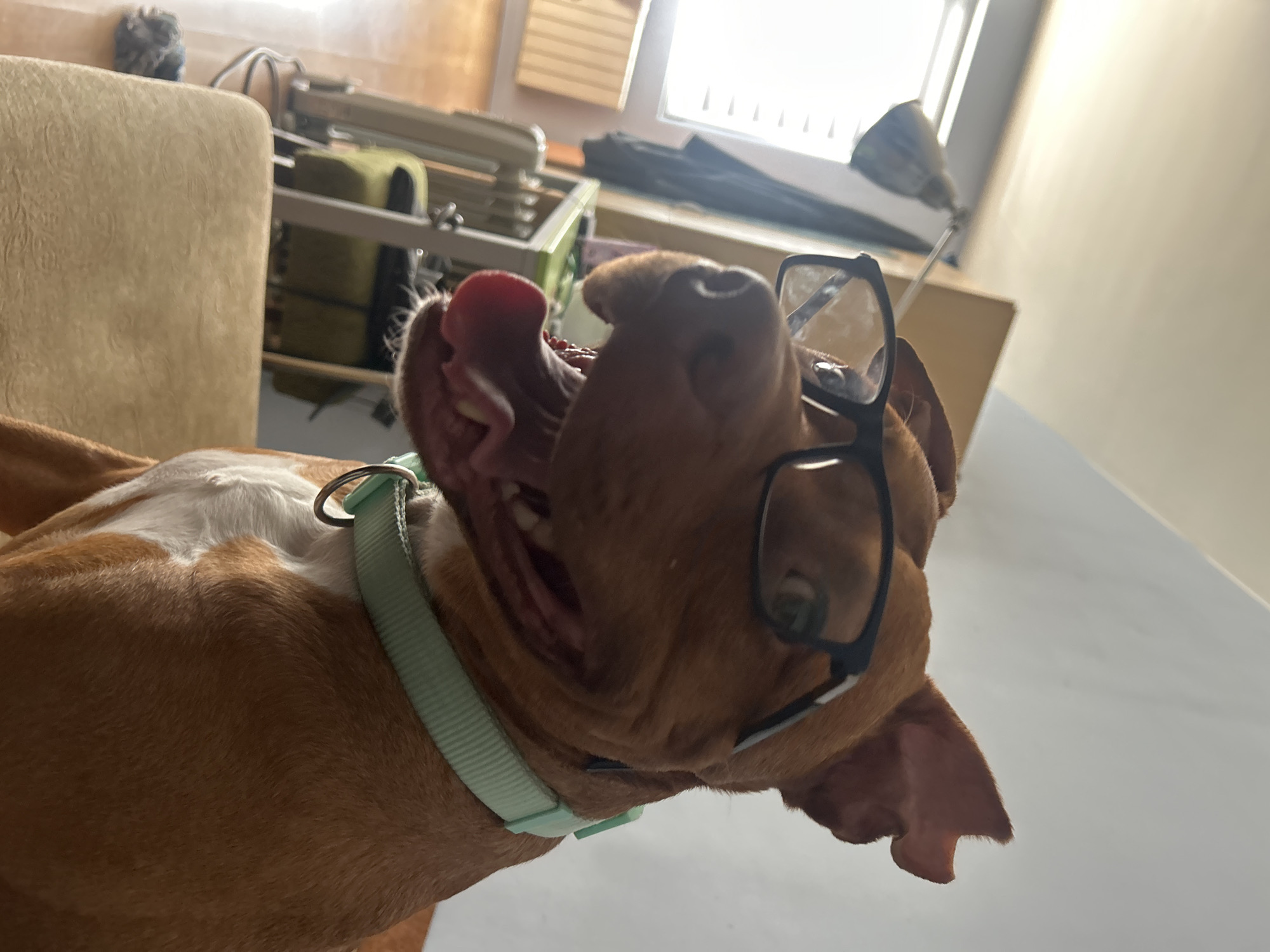 A brown and white dog with a light green collar is tilting its head back and wearing black-framed eyeglasses. The dog's mouth is open, revealing its teeth and tongue. The background is blurred but appears to be an indoor setting with a chair and window visible. The location is unknown.