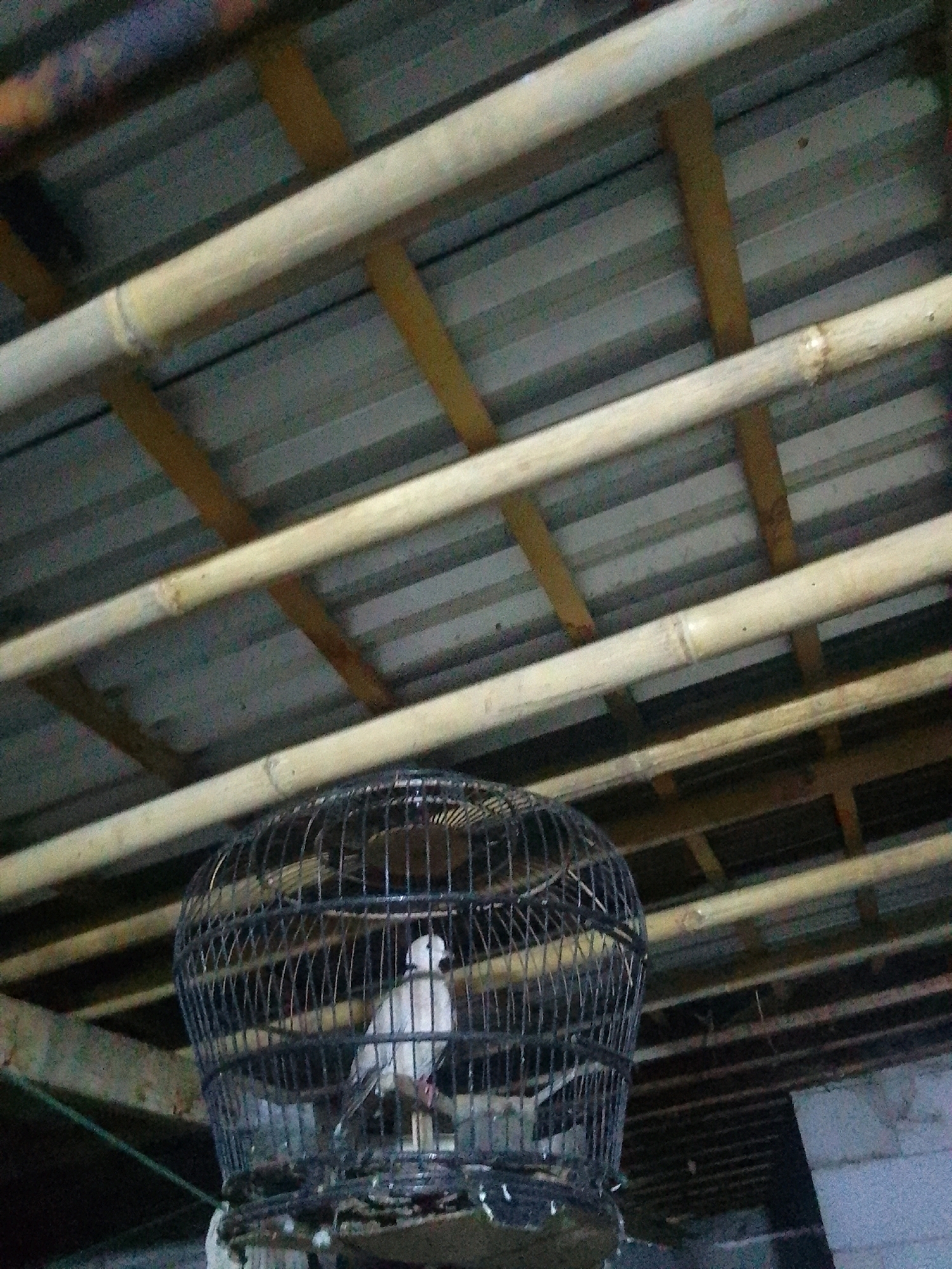 A birdcage containing a white bird hangs in front of a corrugated metal roof supported by bamboo beams. The scene is likely located in Karangcegak, Indonesia, given the prevalent use of bamboo in construction and the style of the dwelling. The lighting is dim, suggesting an indoor or covered outdoor setting. The bird appears to be a dove or pigeon, and it is perched on a wooden dowel inside the cage. The cage itself is made of dark wire and has a rounded shape. The overall impression is of a humble, rustic environment.