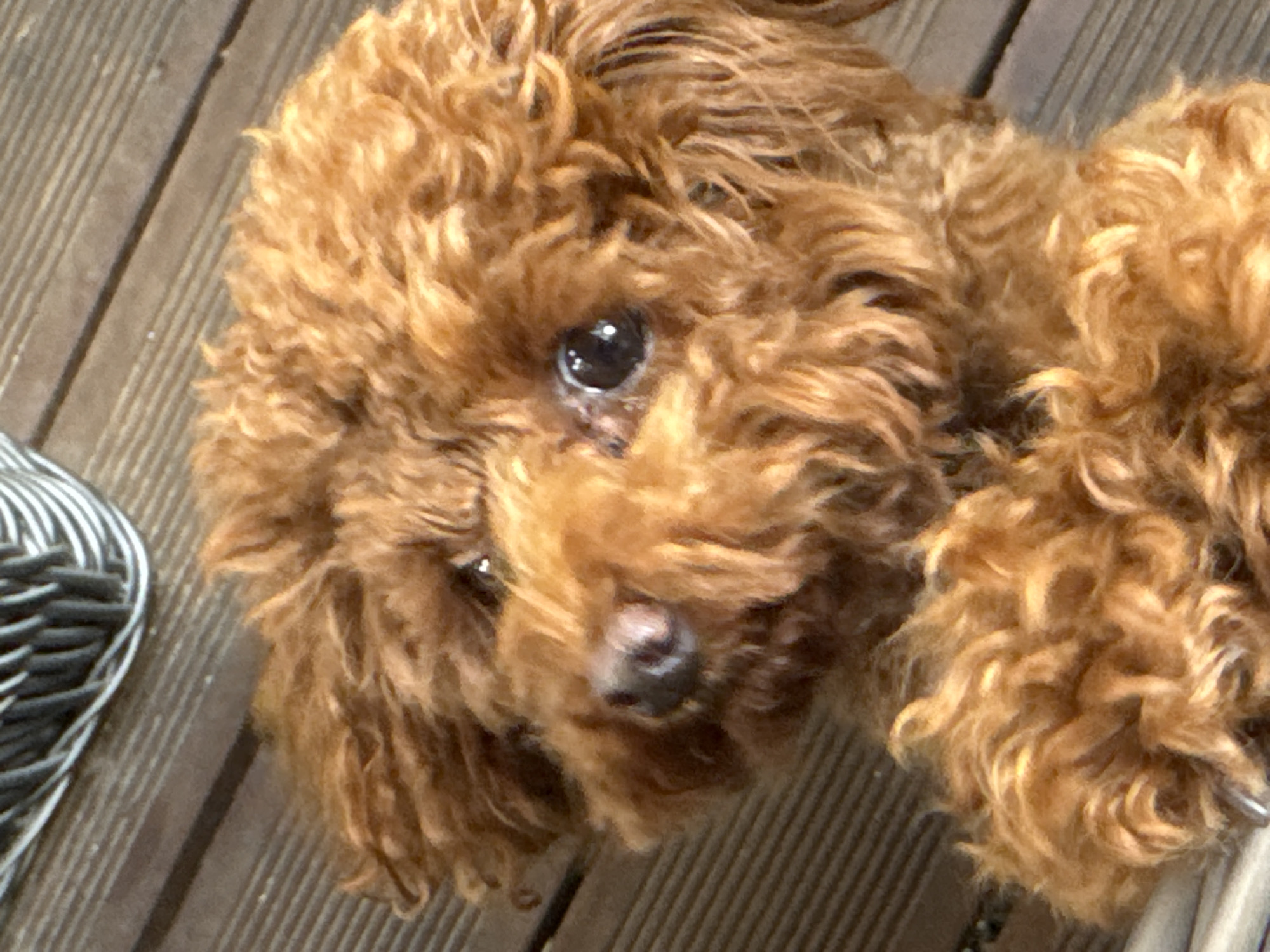This is a close-up, eye-level shot of a golden-brown poodle. The dog's fur is curly and appears wet, with some strands sticking up. Its dark eyes are visible, and one appears to be looking directly at the camera. The dog's nose is dark and moist. The background is a wooden surface, likely a deck, with distinct planks. To the left of the dog, a portion of a basket-like object with a striped pattern is visible. The lighting suggests it is daytime, possibly sunny, given the highlights in the dog's fur. The overall impression is that of a pet outdoors on a warm day. There is no visible text in the image.