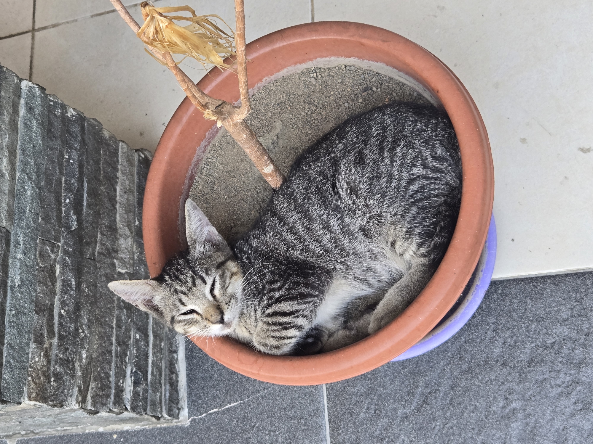 A tabby kitten is sleeping curled up in a terracotta pot filled with sandy soil. A dry, dead plant stem with wispy, yellowed leaves emerges from the soil next to the kitten. The pot is placed on a tiled floor, with a dark grey stone wall visible in the background to the left and a light grey tiled area to the right. A purple plastic ring is visible beneath the terracotta pot. The scene is outdoors, possibly on a patio or balcony in Sungailiat, Indonesia. The kitten appears to be a domestic cat.