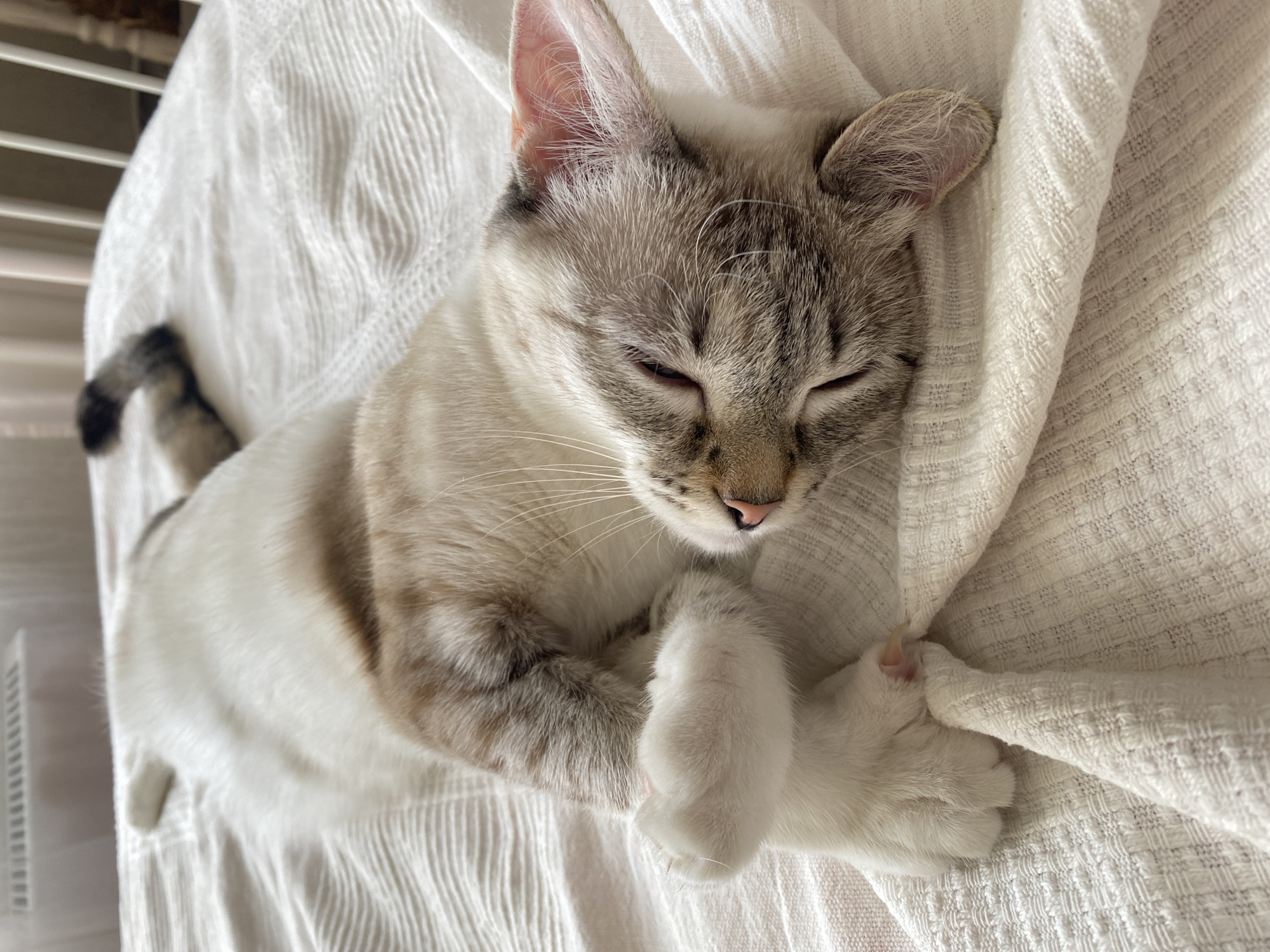 A light-colored cat with grey tabby markings on its head and back is sleeping on a white, textured blanket. The cat is curled up with its paws tucked towards its chest. The tail, which is black and grey striped, is visible. The background is a window blind with a pale light. There is no evidence to suggest the location is in the city of Yekaterinburg, Russia.