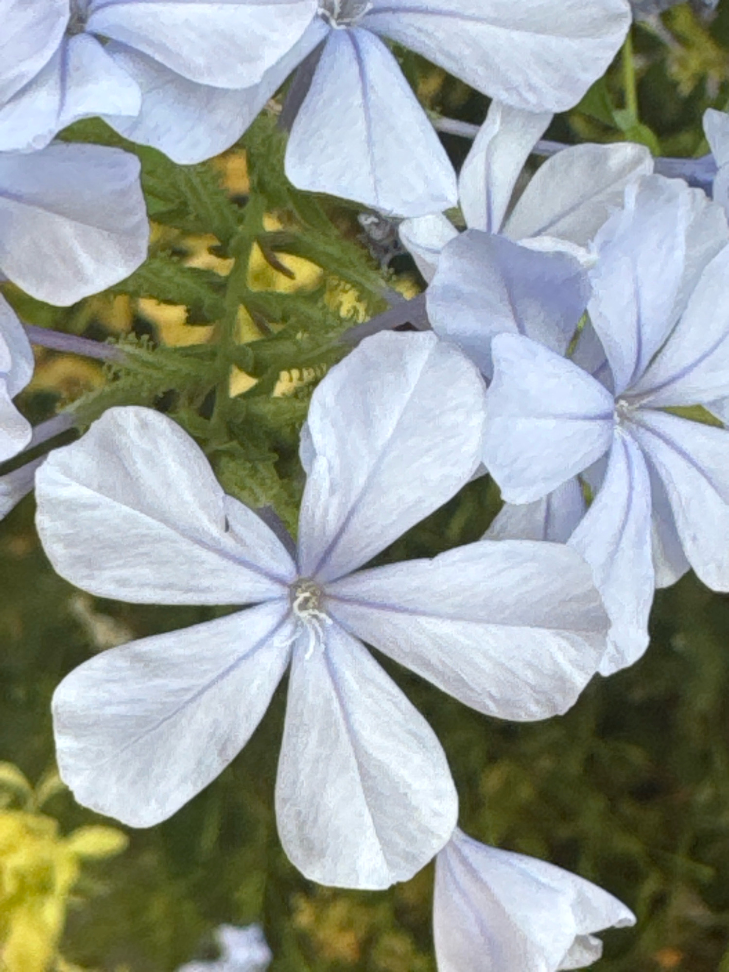 The image is a close-up, vertically oriented shot of pale blue flowers with delicate, white stamens in the center. The petals are broad and slightly rounded, with visible veins and a soft texture that suggests they might be slightly fuzzy or velvety. The flowers are clustered together, with some overlapping. The background is a blur of green foliage and hints of yellow, suggesting a garden or natural setting. There is no indication of human presence or specific location within the city of Agios Tychona Community, Cyprus. The lighting appears to be natural daylight, casting soft shadows and highlighting the textures of the petals.