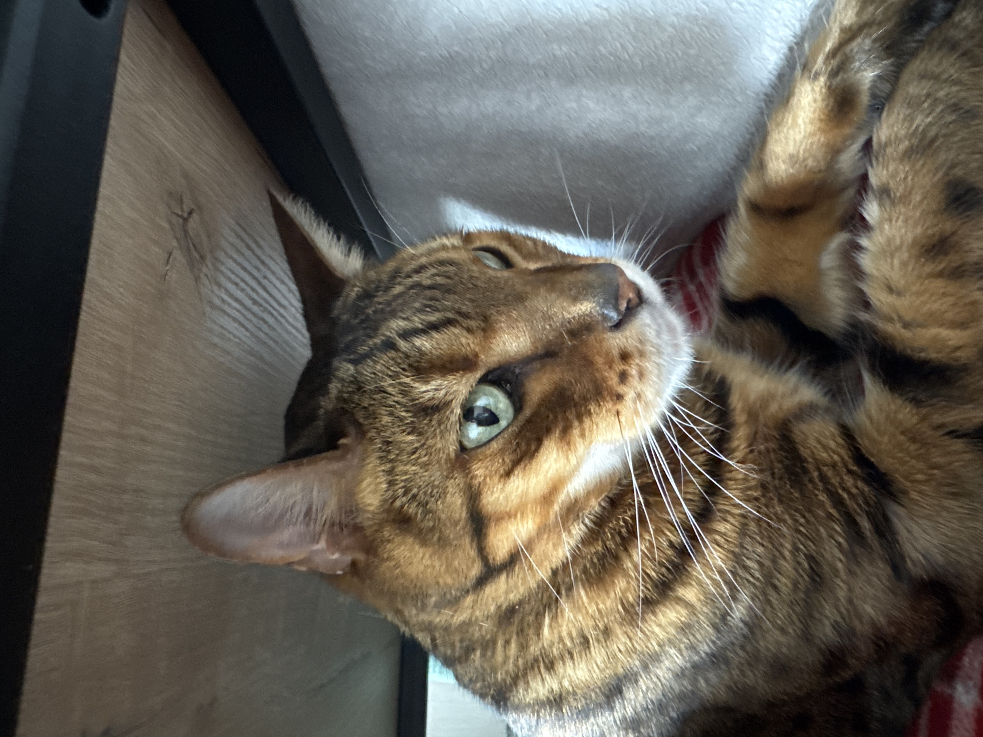 The media file is a close-up, high-angle shot of a Bengal cat. The cat is lying on its back, with its head tilted up and to the side, looking towards the viewer. Its eyes are green and its fur is a mix of brown, tan, and black stripes and spots, typical of the breed. The cat's nose is dark, and its white whiskers are prominent.
The setting appears to be indoors. The cat is resting on a soft surface, possibly a blanket or cushion, which has a red and white striped pattern visible in the lower right portion of the frame. Behind the cat, the background is out of focus, showing a light-colored, textured surface, perhaps a wall or a blanket. To the left, a dark object with a black surface is visible, and next to it, a wooden surface with a light grain pattern is present. The lighting suggests it's daytime, with natural light illuminating the scene from the top, creating some highlights and shadows. The cat's expression seems relaxed and content, with its eyes partially open and a gentle gaze. There is no visible text in the media file.