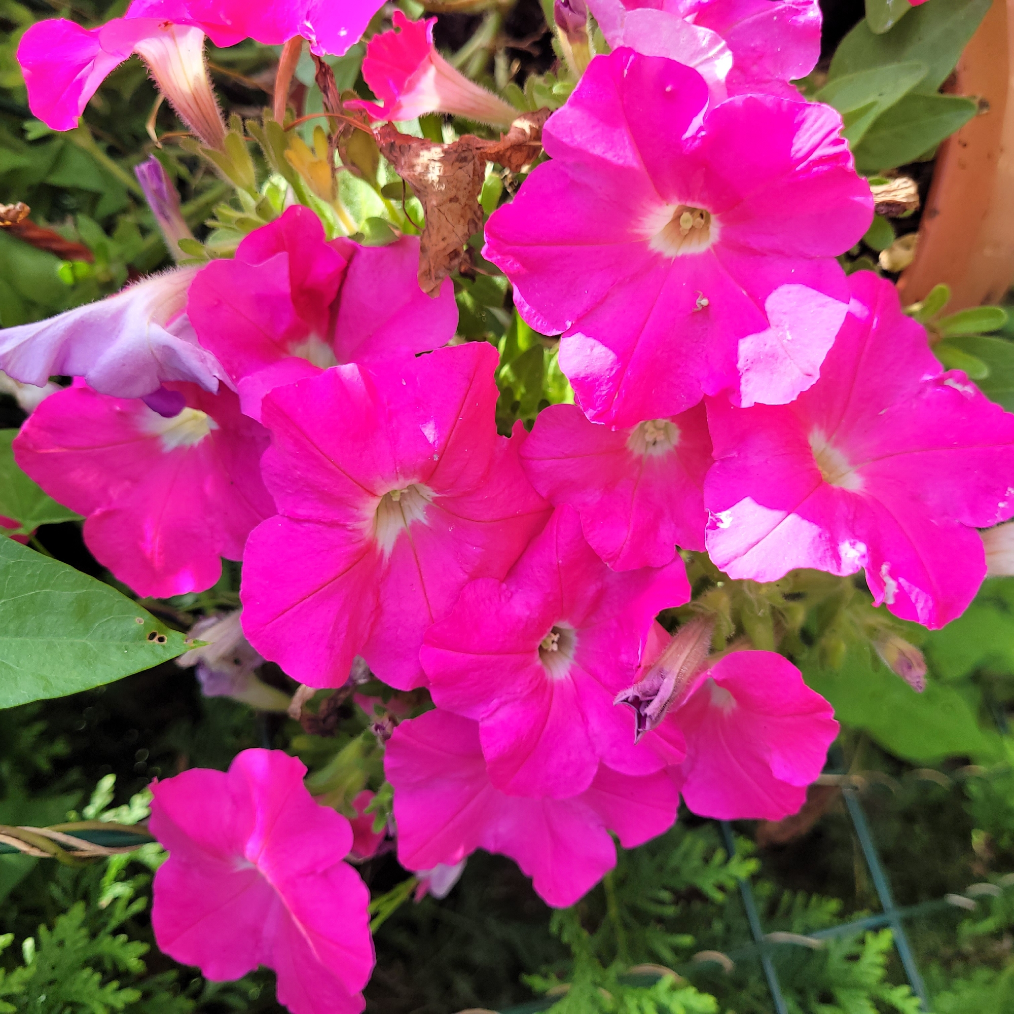 This is a close-up, eye-level shot of a cluster of bright pink petunia flowers in full bloom. The flowers are the primary subject, filling the frame with their vibrant color and delicate, ruffled petals. Some of the flowers are fully open, revealing their trumpet-like centers with hints of white and yellow. Others are partially closed or in bud.
The background is a mix of soft green foliage, some of which is out of focus, creating a natural garden setting. A small portion of a terracotta pot is visible at the bottom right of the image, suggesting these flowers are planted in a container. A hint of a green wire fence is visible on the left side, and a weathered brown leaf is nestled among the blossoms in the upper right quadrant. The lighting suggests it is daytime, with sunlight highlighting the textures and colors of the petals. There is no indication of specific location within Jūrmala, Latvia, as the image lacks any identifiable landmarks or context. The scene is static, focusing solely on the beauty and detail of the flowers.