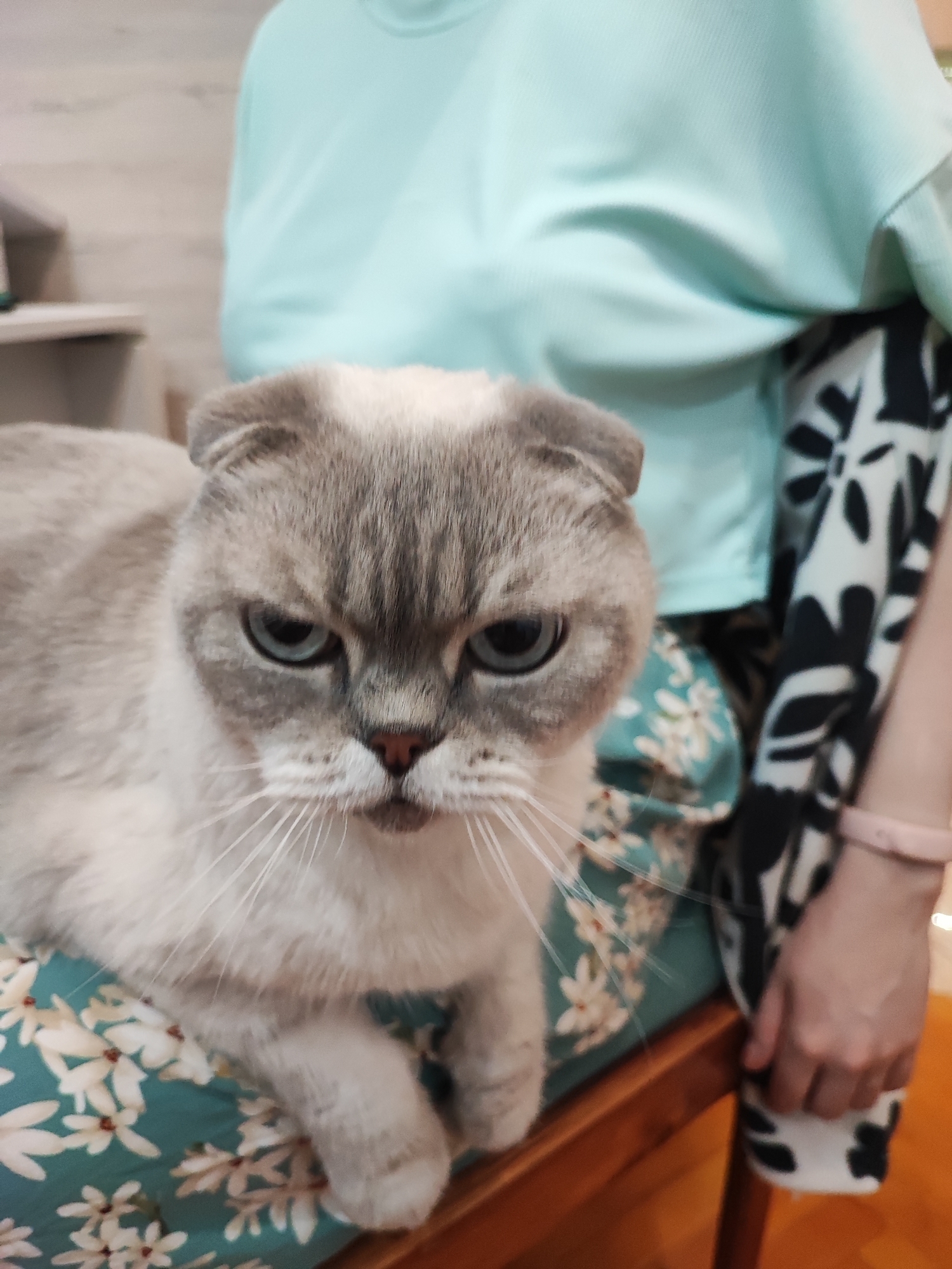 A light gray Scottish Fold cat with blue eyes sits on a person's lap, which is covered by a teal fabric with a floral pattern. The person is wearing a light blue long-sleeved shirt and a black and white patterned garment on their right side. The cat's face is prominent, showing a somewhat grumpy expression. The background is blurred but suggests an indoor setting with a light-colored wall and shelf on the left. There is no indication of the city of Inozemtsevo, Russia, or any specific location.