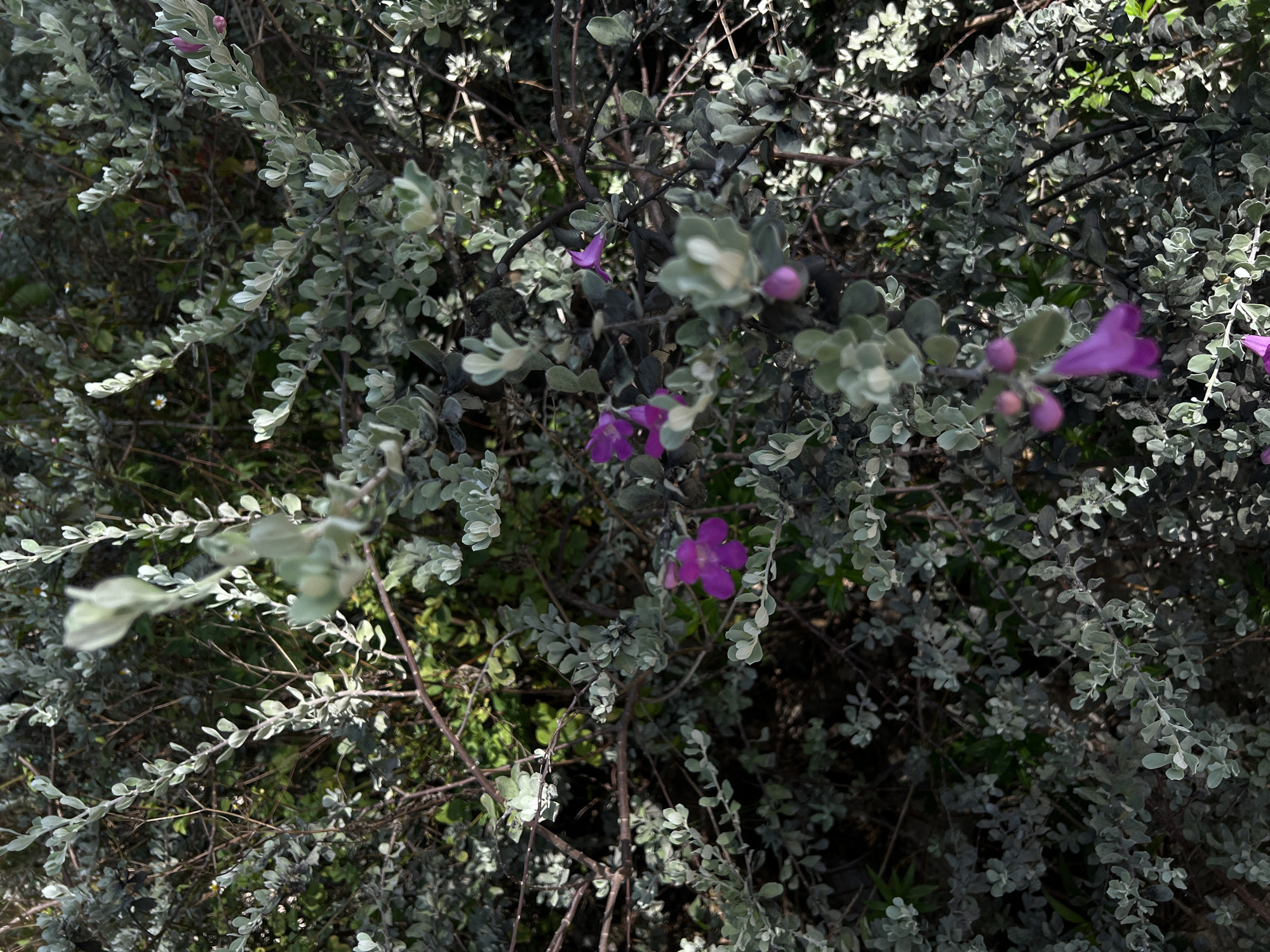 A close-up shot focuses on a bush featuring gray-green leaves, interspersed with occasional purple flowers. The bush is densely packed, obscuring most of the ground beneath. The light is somewhat diffused, creating shadows within the foliage. There are no people or animals visible in the image. The location is Nha Trang Ward, Vietnam.