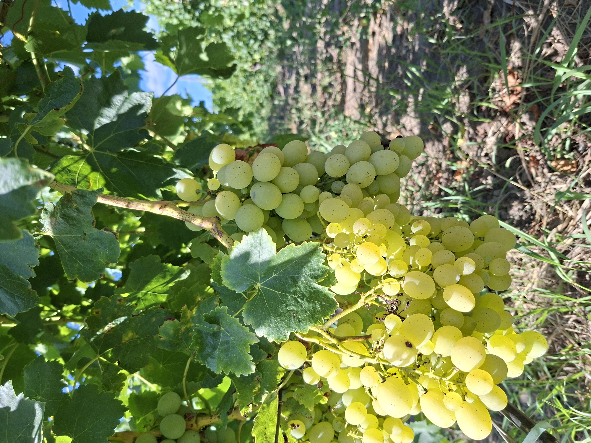 The image shows a close-up view of a bunch of ripe, pale green grapes hanging from a vine. The grapes are clustered together, with some individual grapes clearly visible. The vine has green leaves, some of which are partially obscuring the grapes. The background is a blurred view of a vineyard with rows of grapevines extending into the distance under a clear blue sky. The ground in the foreground is covered with dry leaves and grass. The lighting suggests it is a sunny day. The scene is characteristic of agricultural areas in and around Chișinău, Moldova, known for its wine production. There are no people or animals visible in the image.