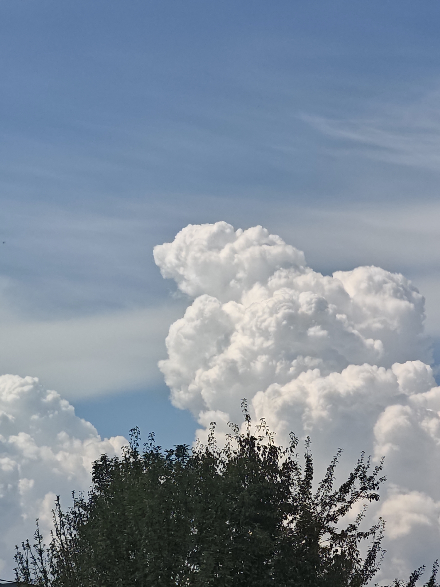 The image captures a portion of the sky with dramatic cumulus clouds and the upper branches of a dense, dark green tree. The sky is a bright blue with lighter, wispy cirrus clouds streaking horizontally across the upper portion of the frame. The cumulus clouds are large, puffy, and brightly lit, suggesting a sunny day with significant atmospheric activity. The tree in the foreground, with its dark foliage and intricate branch structure, is silhouetted against the lighter sky and clouds. The scene appears to be outdoors, likely in a suburban or park-like setting within the city of Shcherbinka, Russia. There are no people or specific landmarks visible to indicate a precise location within Shcherbinka. The overall impression is one of a dynamic and somewhat imposing natural sky formation above everyday vegetation.