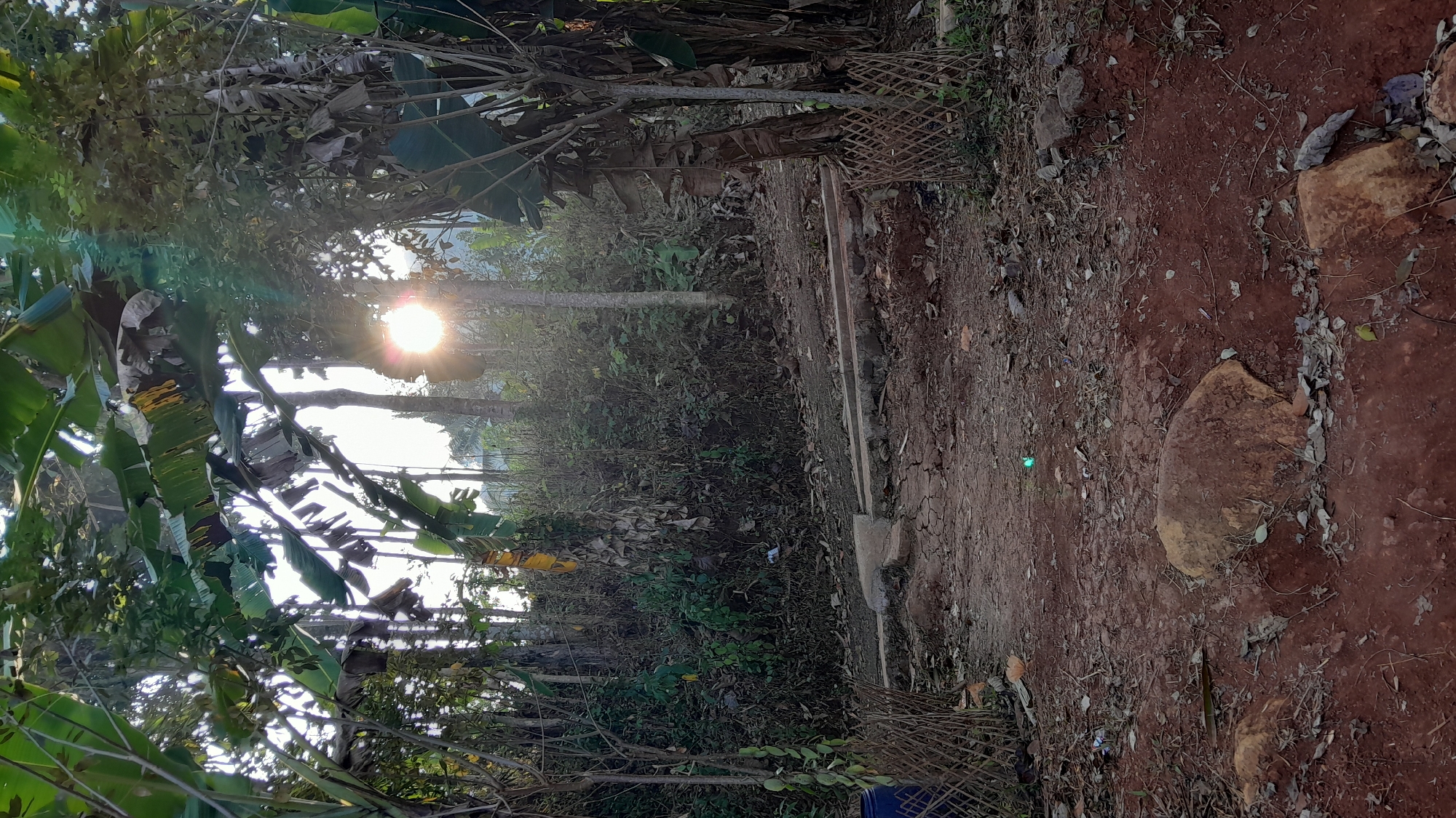 The image depicts a sunlit pathway in a rural, possibly hilly, area of Sumedang, Indonesia. Large banana leaves frame the foreground, creating an archway through which the sun shines brightly, causing lens flare. The path is unpaved, made of reddish-brown soil with scattered stones and dry leaves. There are some concrete steps or borders along the path, indicating some degree of human modification. The surrounding vegetation is dense and appears somewhat overgrown, with trees and various plants. The overall atmosphere suggests a natural, undeveloped setting, likely a natural park or a less-trafficked rural road. There are no people visible in the image.