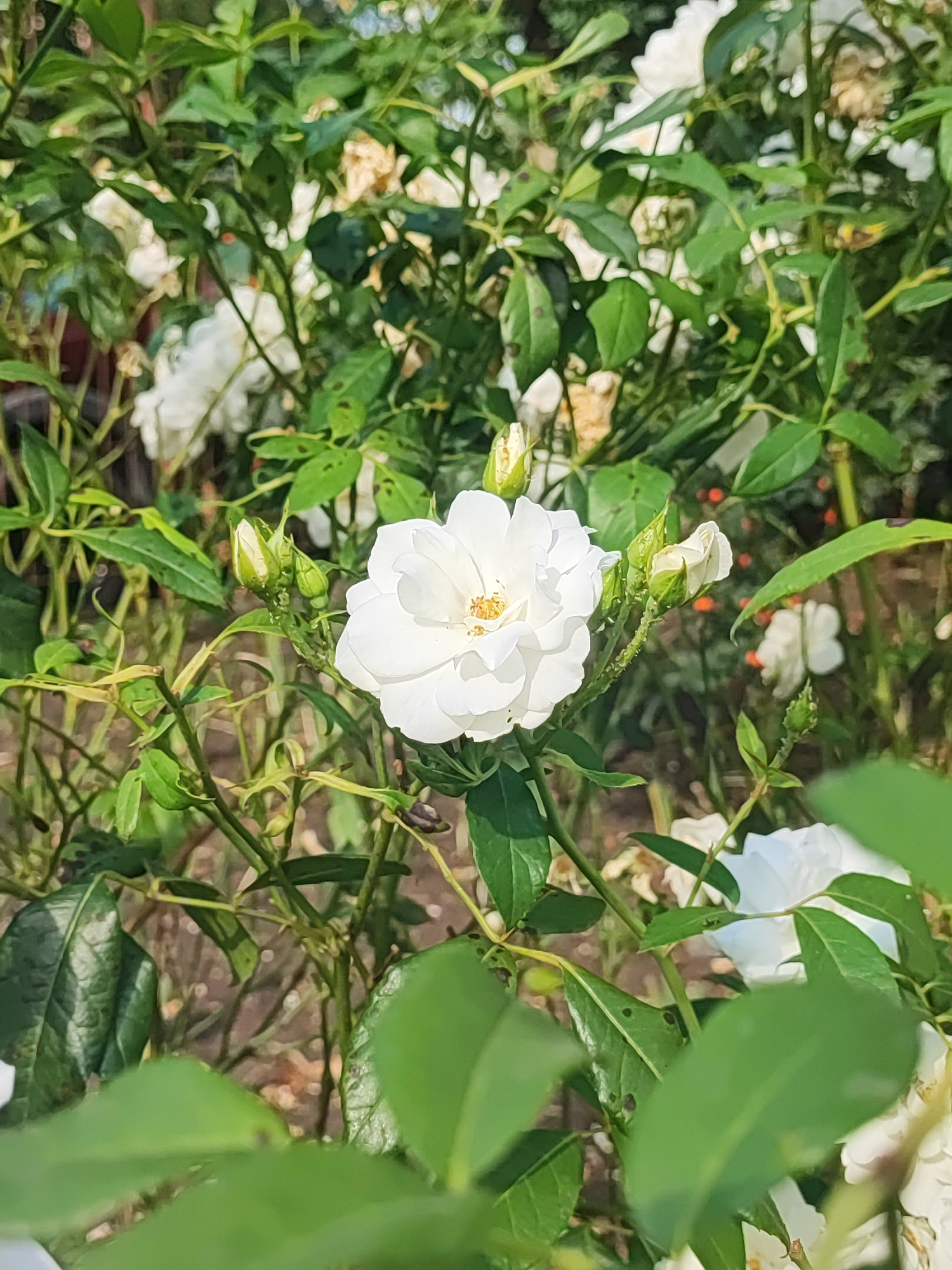 A close-up, vertical, outdoor shot focuses on a single, delicate white rose in full bloom at the center of the frame. The rose has multiple layered petals with a bright yellow stamen visible in its core. Surrounding the rose are several unopened white rose buds and lush green foliage. The background is softly blurred, showing more white roses, green leaves, and hints of a brown, earthy surface, suggesting a garden setting. The lighting indicates it is daytime, with sunlight filtering through the leaves. No people or discernible actions are present. The scene is a naturalistic depiction of a blooming rose bush.