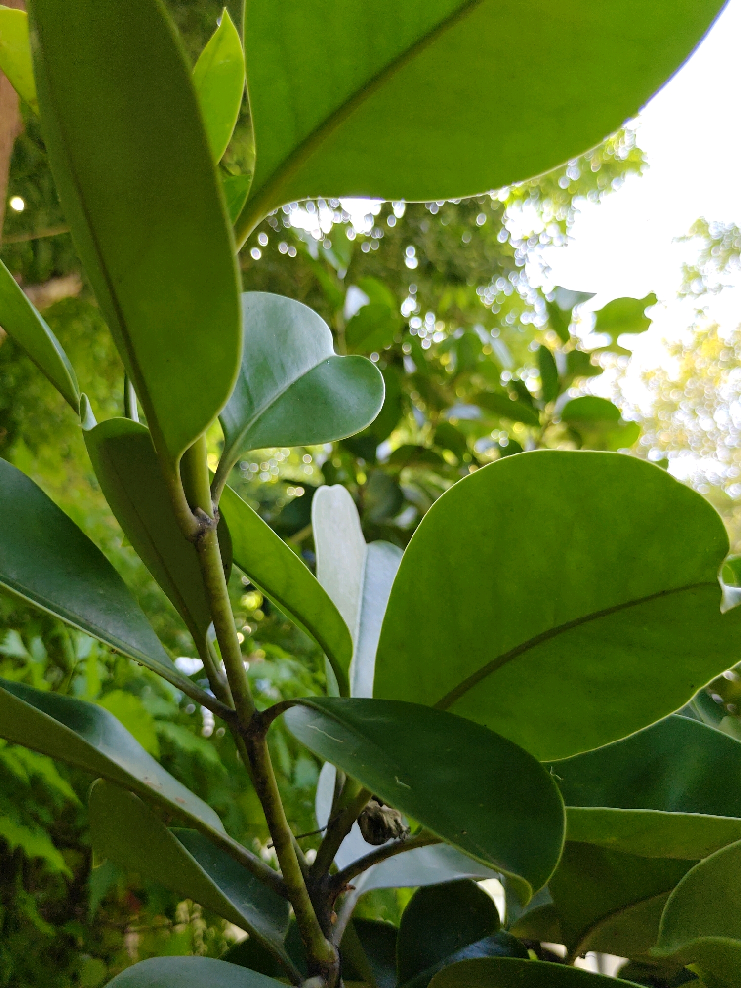 A close-up, low-angle shot focuses on the vibrant green leaves and stems of a plant, likely in Mu Si, Thailand. The foreground is dominated by the glossy surfaces of large, oval-shaped leaves, with some smaller, more pointed leaves visible further back. The plant's slender, dark brown stems are also prominent, with a few tiny, dark buds or possibly remnants of old flowers.
The background is a soft blur of green foliage and bright, bokeh-like circles of light, suggesting a sunny outdoor environment with dappled sunlight filtering through trees. The overall impression is one of lush, natural growth, likely in a garden or park setting within the Mu Si area. There are no people or animals visible in the frame, and no specific human activity is depicted. The lighting suggests it is daytime, likely late morning or early afternoon, given the brightness of the highlights.