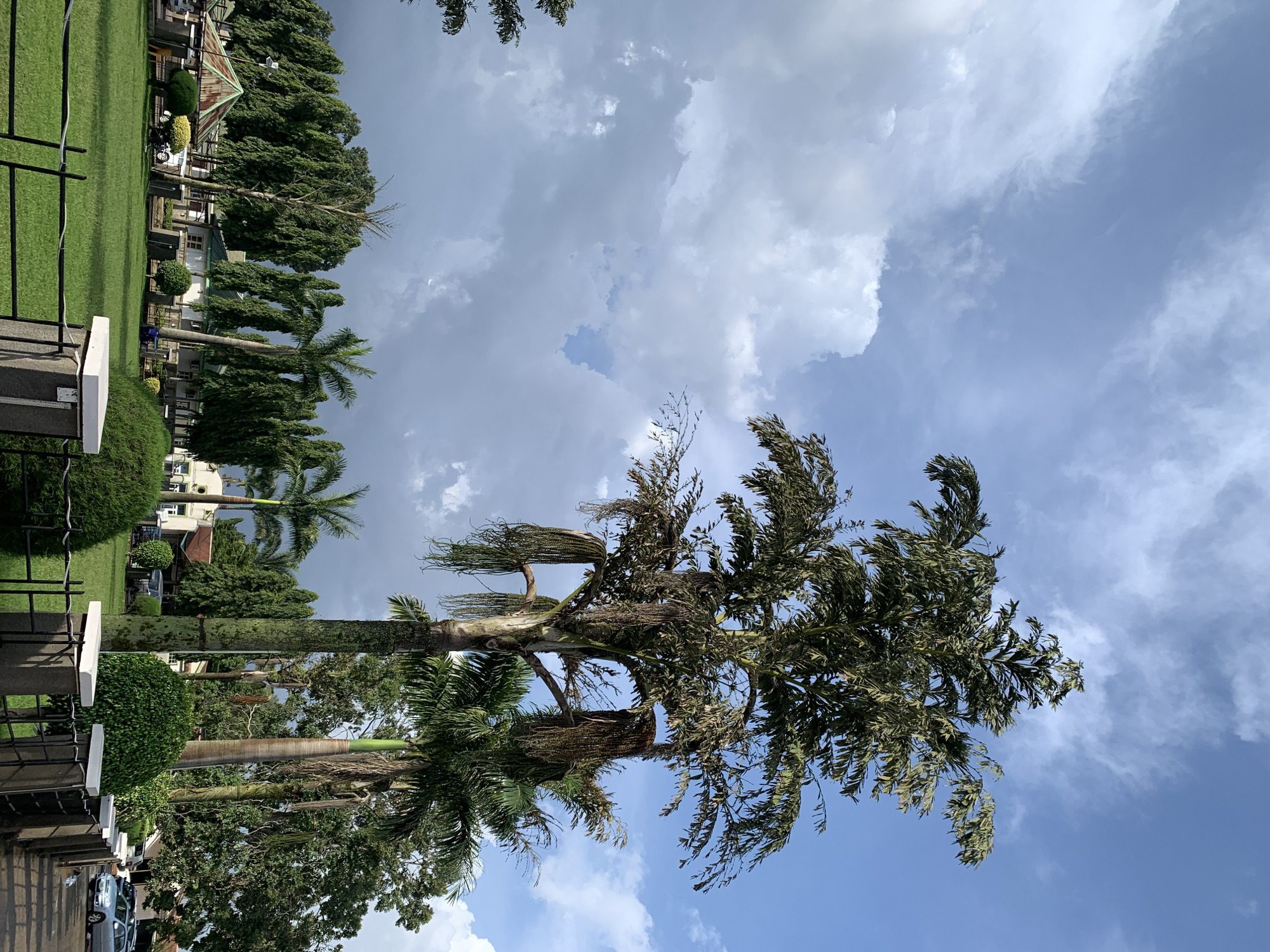 In Bukuru, Nigeria, a park landscape is captured under a partly cloudy sky, with a mix of bright sunshine and darker, dramatic cloud formations. The foreground features a meticulously manicured green lawn, bordered by a dark metal fence with stone pillars. On the right side of the frame, several parked cars, including a silver sedan, are visible on a paved surface.
Dominating the mid-ground are several tall palm trees, with the most prominent one on the right displaying long, dry fronds hanging down its trunk. Behind them, a row of lush, dark green trees creates a dense backdrop, interspersed with buildings. These buildings, with their light-colored walls and red or green roofs, appear to be part of a housing or institutional complex. A small, open-sided pavilion with a green, conical roof is situated to the left, near the edge of the lawn. The overall scene suggests a well-maintained public or private outdoor space, likely during daylight hours.