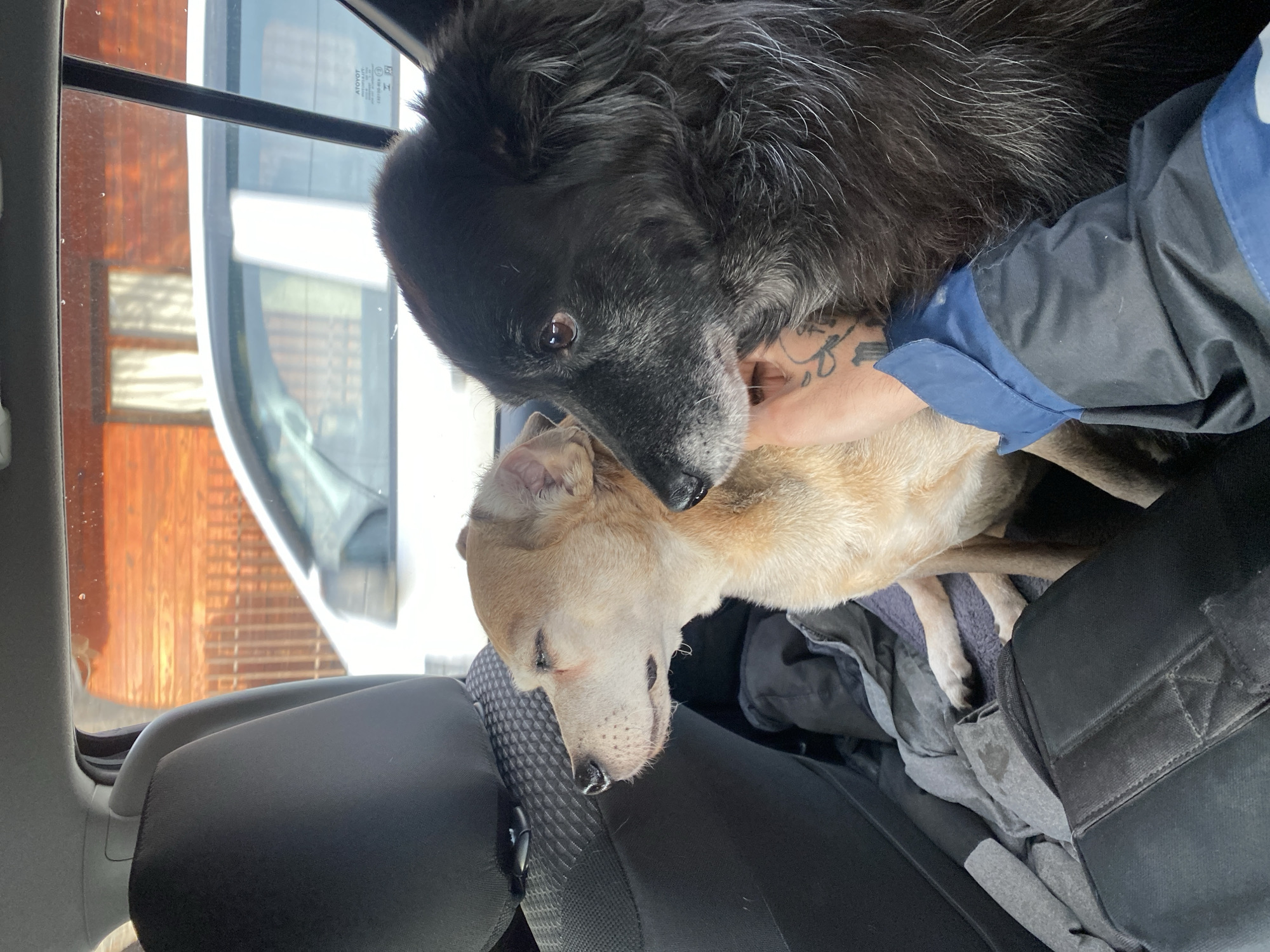 The image shows two dogs in what appears to be the back seat of a vehicle. The dog in the foreground is a light tan color with its head resting on the seat. It has its eyes closed and a wet nose. The dog in the background is black with some graying around its muzzle. It is leaning its head down towards the lighter-colored dog, appearing to nuzzle it. A person's arm, wearing a blue and black jacket, is visible supporting the black dog's head. The interior of the vehicle is dark. Through the window, a building with wooden siding and brick accents can be seen, along with a white vehicle. The lighting suggests it is daytime. There is a small sticker on the window with text that is difficult to read but appears to have the word "TOYOTA" on it. The overall scene conveys a sense of affection and companionship between the two dogs.