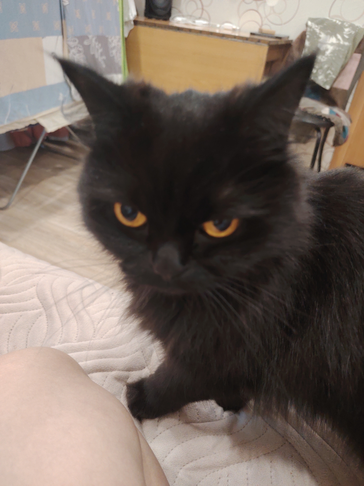 A black cat with bright orange eyes sits on a light-colored blanket. The cat is in the foreground, facing the camera with its head slightly tilted. The background is blurred and shows a room with furniture and patterned wallpaper. A person's leg is visible in the bottom left corner of the image, also resting on the blanket. The lighting is somewhat dim, creating a slight shadow effect on the cat's face.