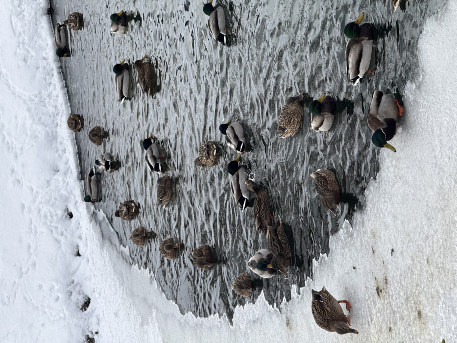 The image depicts a winter scene at the Rusanivsky Canal in the Rusanivka microdistrict of Kyiv, Ukraine. The primary subjects are approximately 25-30 mallard ducks (*Anas platyrhynchos*) distributed across a body of dark, open water. The water's edges are lined with irregular formations of white ice and snow, which also cover the adjacent banks.
A mix of male and female mallards is present. Male mallards are identifiable by their iridescent green heads, white neck rings, chestnut breasts, and gray flanks. Female mallards exhibit mottled brown plumage. Most ducks are afloat in the water, some appearing to be dabbling or foraging with their heads partially submerged, creating minor ripples. One female mallard is positioned on the icy bank in the lower left foreground, her head lowered. Another male mallard is partially on the icy edge near the bottom right. The ducks are clustered, indicating a shared, accessible water area amidst frozen surroundings. The environment is consistent with cold winter conditions.