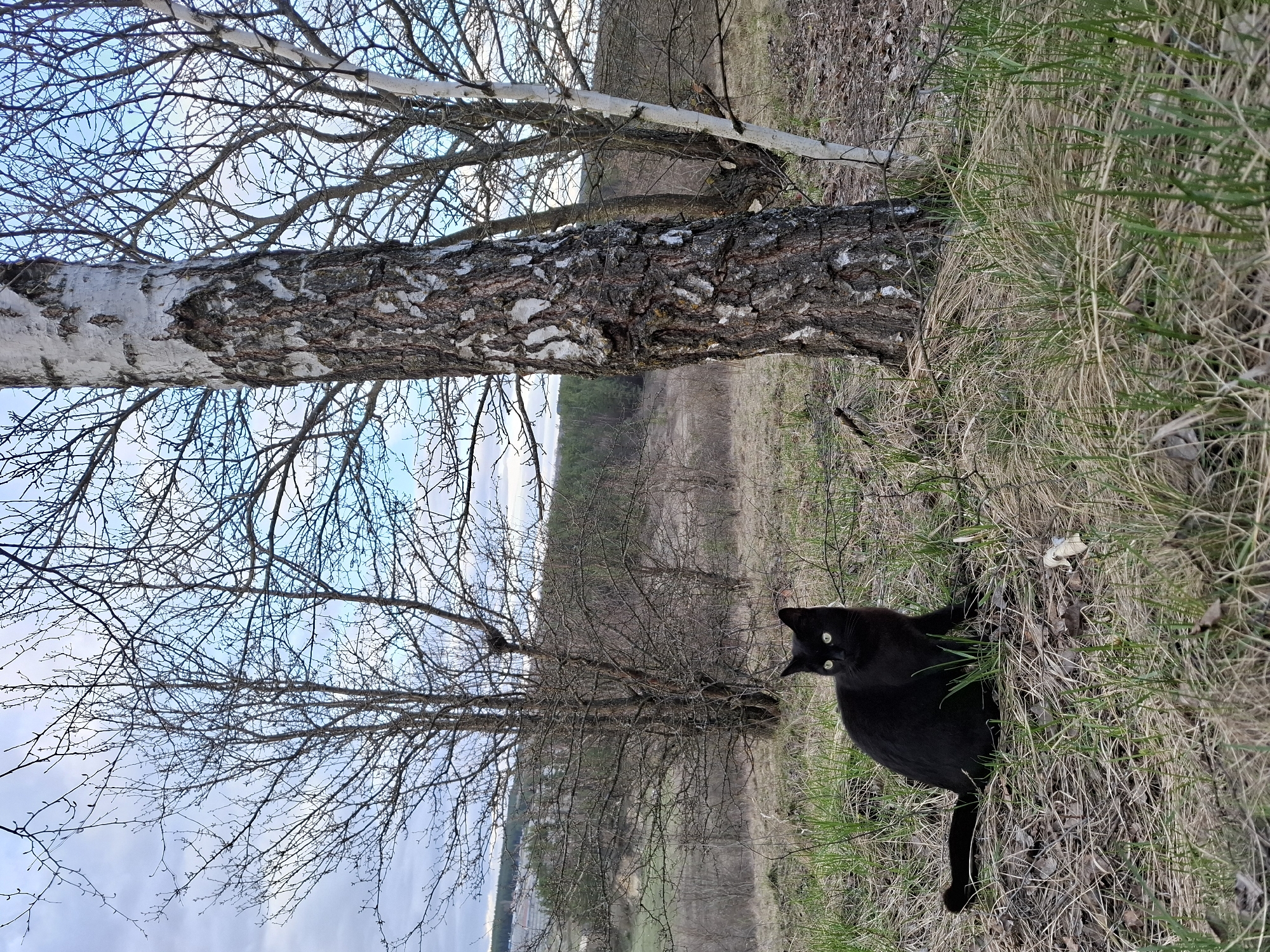 The image depicts an outdoor scene in Khlevnoye, Russia, likely a wooded area or meadow. A birch tree lies horizontally across the frame, its white bark and bare branches prominent against a backdrop of a partly cloudy sky and a distant landscape. Adjacent to the tree, on the right side of the image, is a black cat nestled in tall grass. The cat's head is turned toward the camera, its eyes visible and alert. The grass is a mix of green and dry brown, suggesting early spring or late autumn. The landscape in the background features a mix of trees and open fields. The image is slightly rotated to the left.