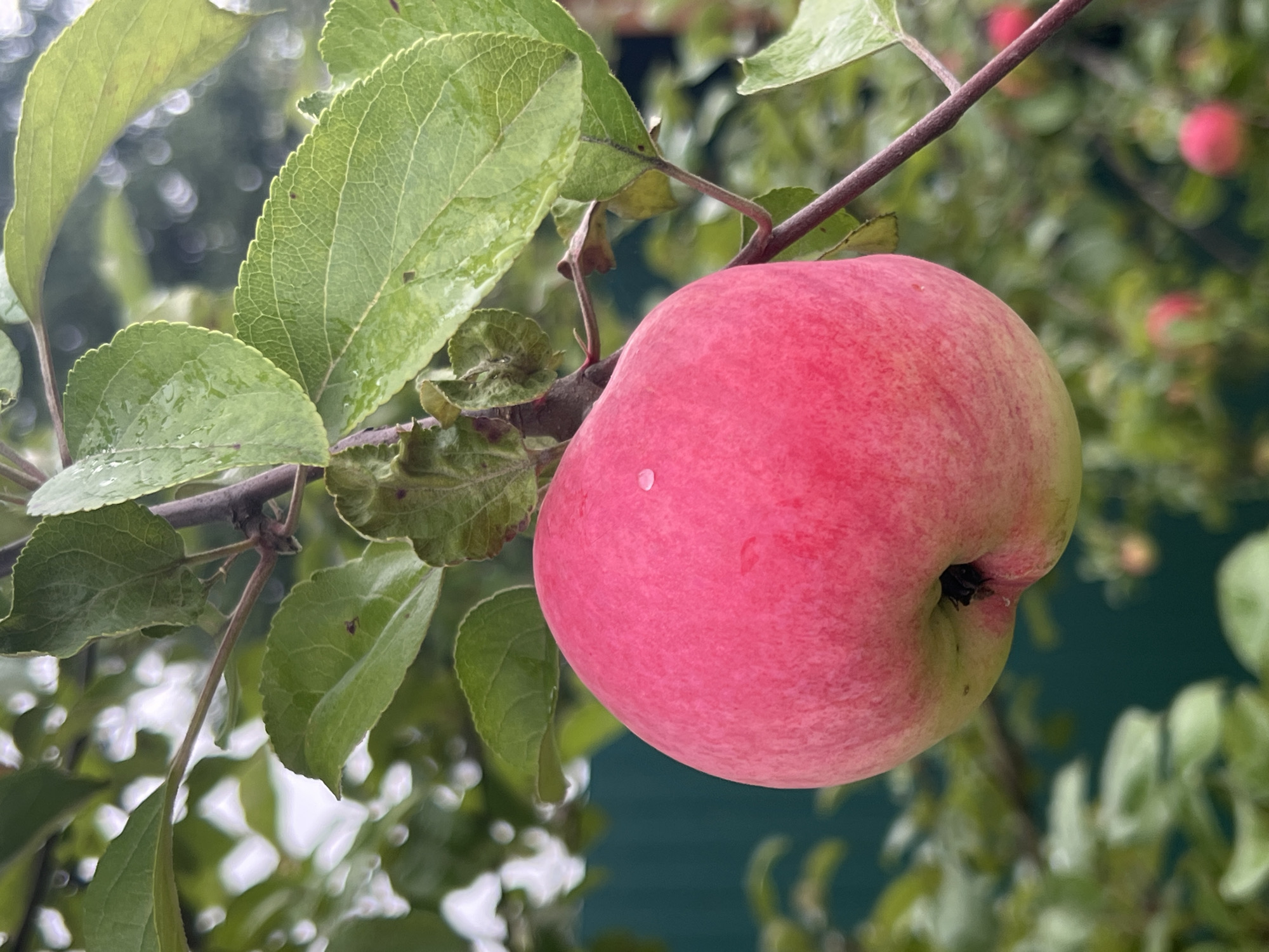 An apple ripens on a branch in Otradnoye, Russia, its skin a vibrant hue of red, dappled with lighter pink and yellow. A single water droplet glistens on its surface, testament to recent rain or dew. The apple hangs amidst a canopy of green leaves, some touched by the same moisture, their veins intricately patterned. The background is a soft blur of more foliage and the indistinct shape of a teal-colored fence, suggesting a garden or orchard setting within the city. Other, smaller apples are visible in the distance, their redness muted by the bokeh effect. The scene is one of natural bounty, captured in a moment of serene growth.