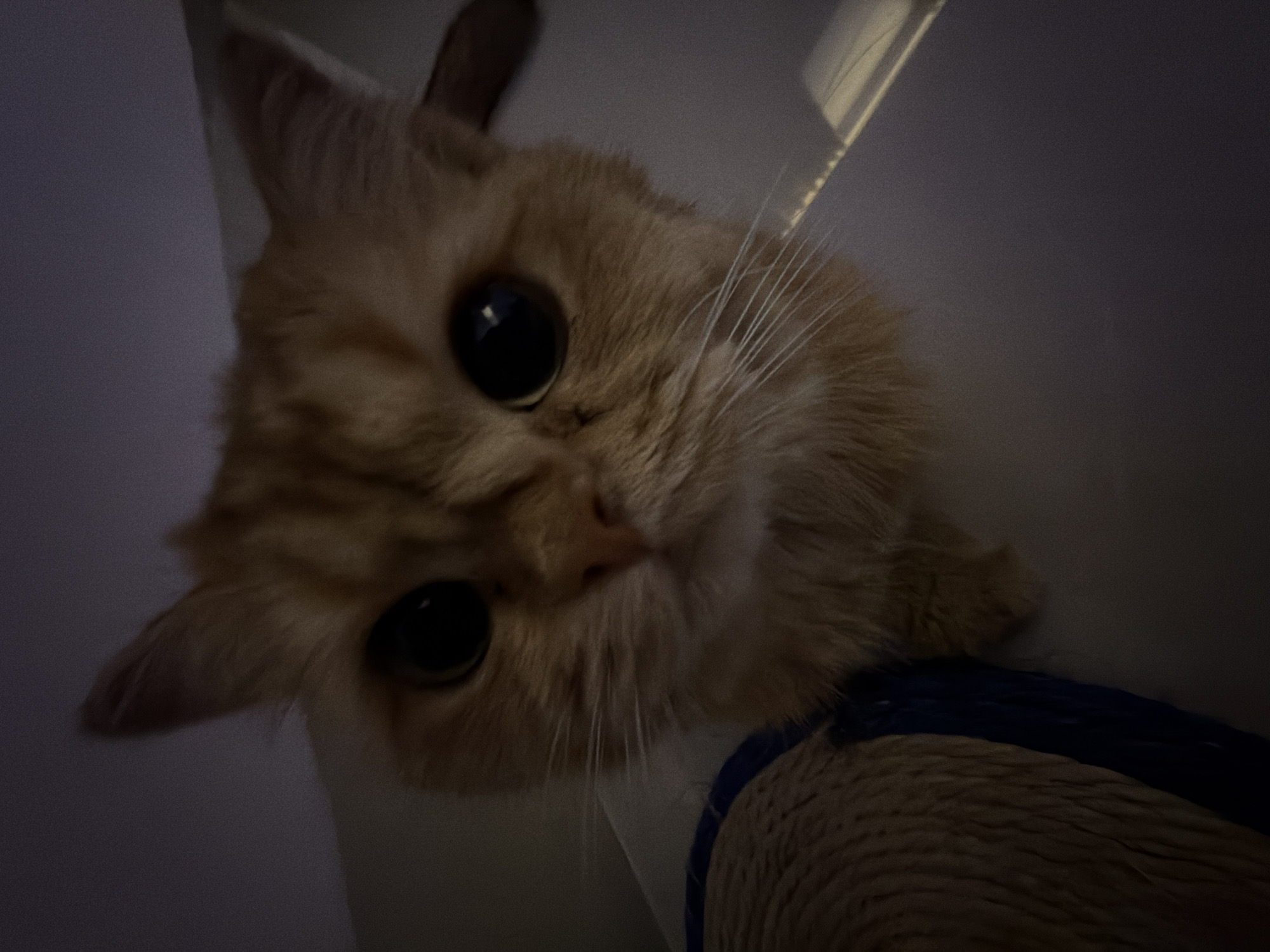 This is a close-up, low-angle shot of an orange cat with large, dark eyes. The cat's face fills most of the frame. To the left of the cat is a textured object with a blue band, possibly a cat scratching post or bed. The background is dark and indistinct, with a faint light source visible on the right. There is no indication of the cat's location within the city of Đà Nẵng, Vietnam.