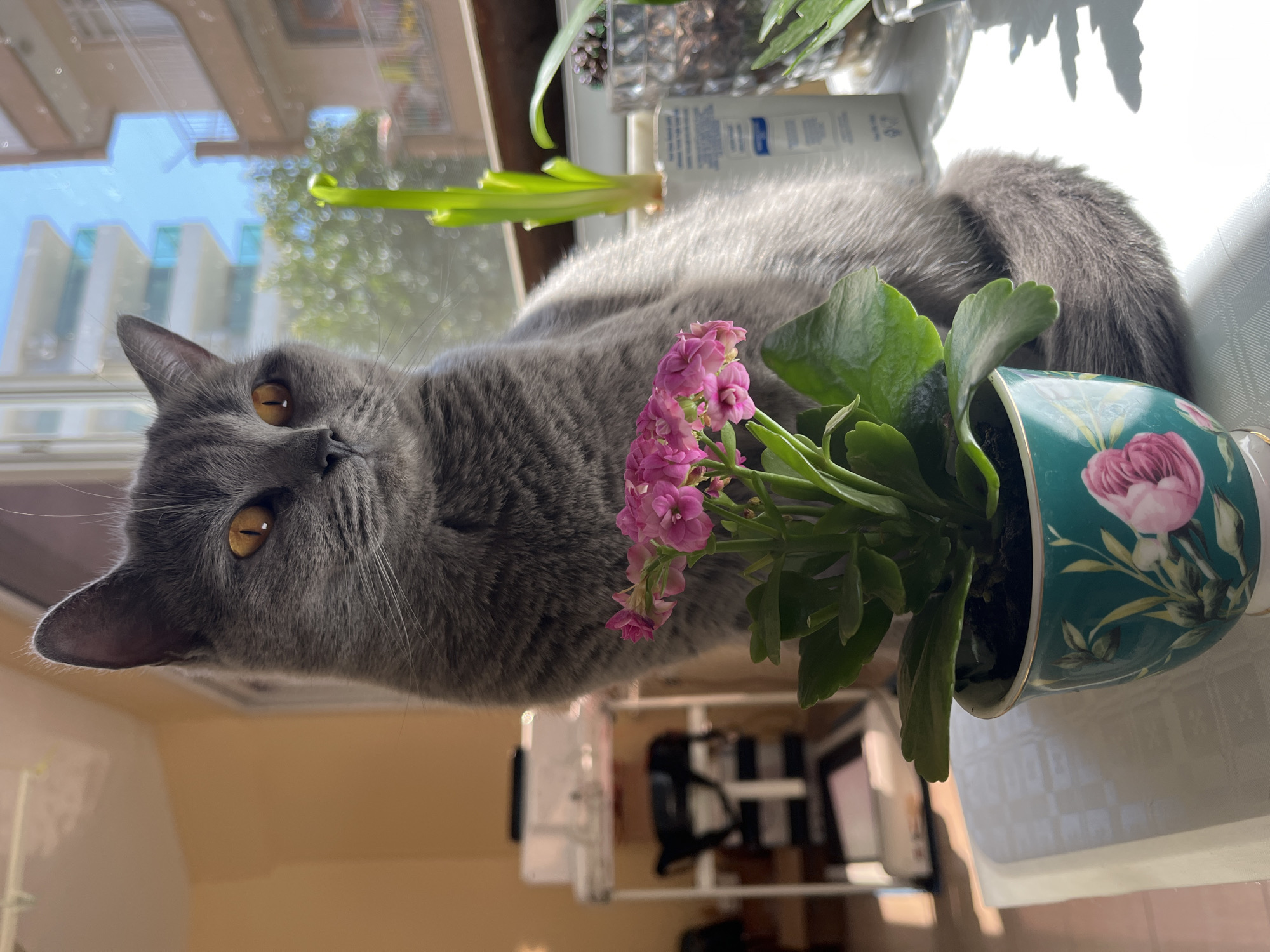 A grey cat lies on a white windowsill next to a potted plant with pink flowers. The cat is facing forward with its head resting on the windowsill, looking at the camera with golden eyes. The plant is in a teal and pink floral-patterned pot. Outside the window is a view of buildings and blue sky, suggestive of a sunny day. The location is the city of Alanya, Turkey.
