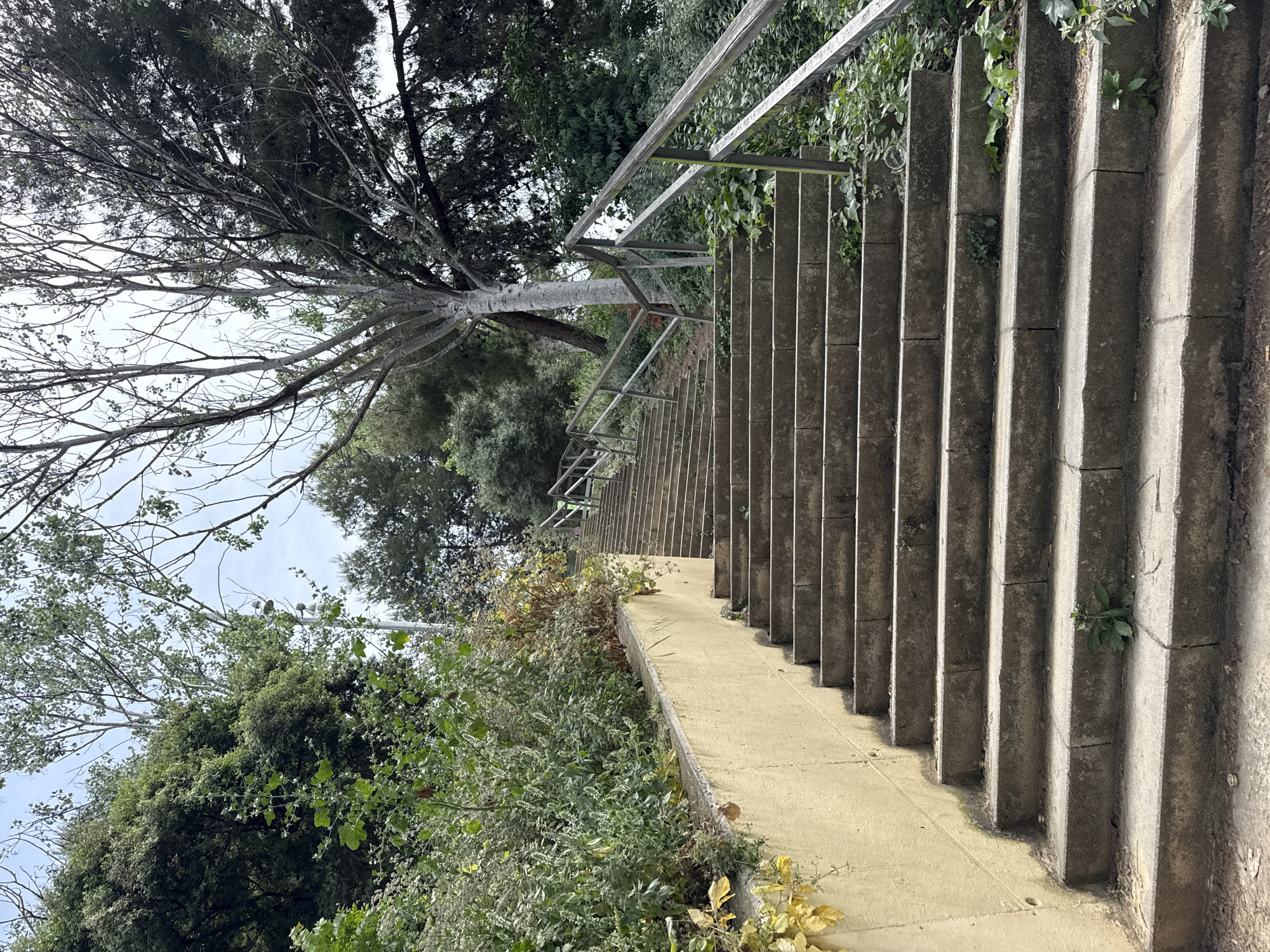 This outdoor scene depicts a long, winding concrete staircase ascending through a lush, verdant landscape, set in Barcelona, Spain. The numerous steps are made of light grey concrete, appearing somewhat worn, with distinct shadows indicating bright daylight, possibly under a partly cloudy sky. A sturdy, unpainted metal railing runs along both sides of the staircase, providing support with multiple upright posts.
To the left of the ascending stairs, a tall tree with a pale, smooth trunk and numerous branching limbs, mostly bare of leaves, stands prominently. Its upper canopy extends out of frame, but some darker foliage from other trees is visible behind it. On the right side of the staircase, a dense embankment of varied green bushes and climbing plants, including some ivy, grows profusely, spilling onto the edge of the steps and a parallel yellow-toned concrete pathway or retaining wall. Further up and to the right, more dark green trees and bushes fill the background.
The environment appears wild and slightly overgrown, with plants growing in crevices along the steps and railing. No people or animals are visible, suggesting a tranquil and unoccupied moment. There is no discernible text within the image.