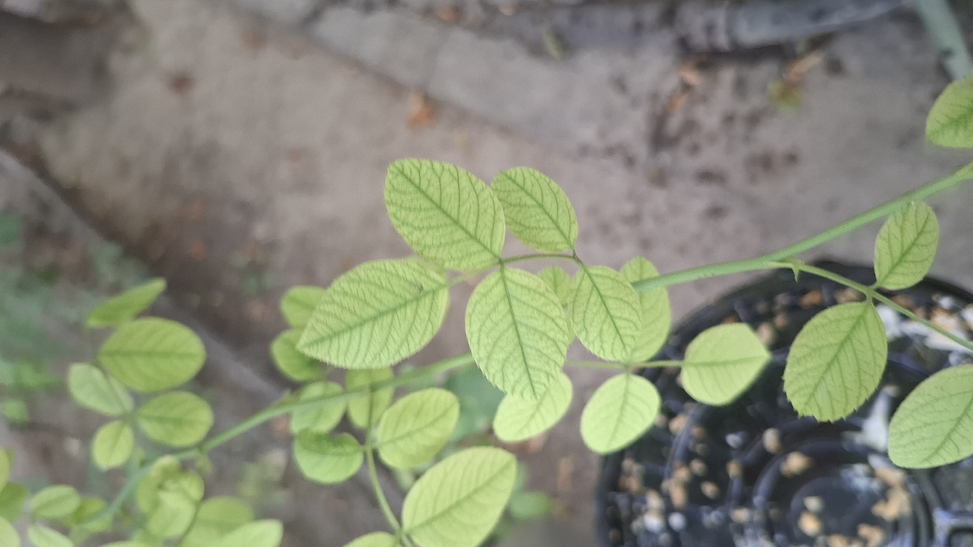 The image shows a close-up of a plant with light green leaves, some of which exhibit a network of darker green veins. The plant is a stem with multiple sets of compound leaves, each set containing three to five leaflets. The leaves are oval-shaped and have slightly serrated edges. The plant appears to be in a pot, parts of which are visible at the bottom left of the image. The background is a blurred outdoor environment with a sandy or gravelly surface and some dried leaves. The lighting suggests it is daytime. The image was taken in Шұбарсу, Kazakhstan.
